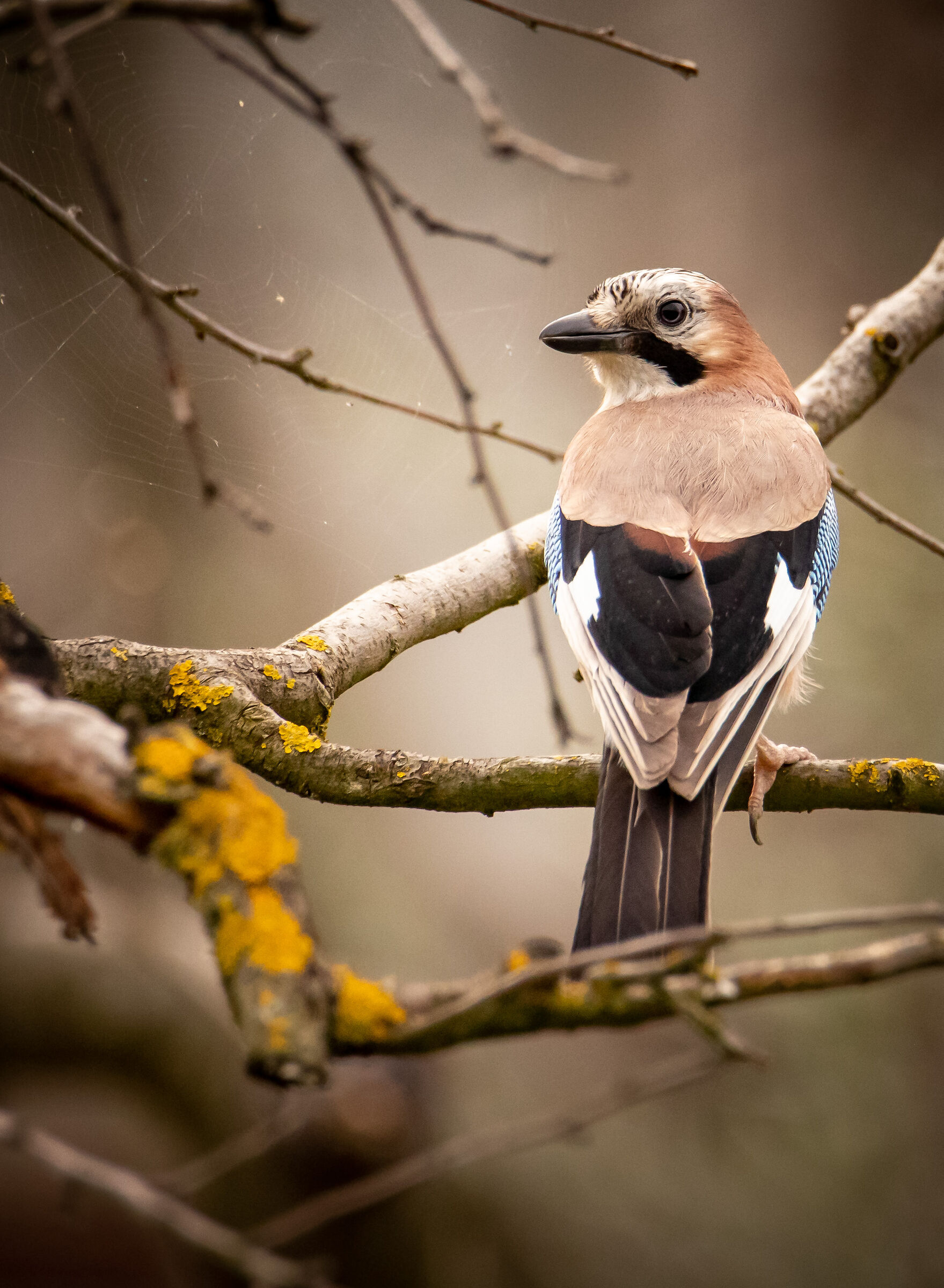 Jay