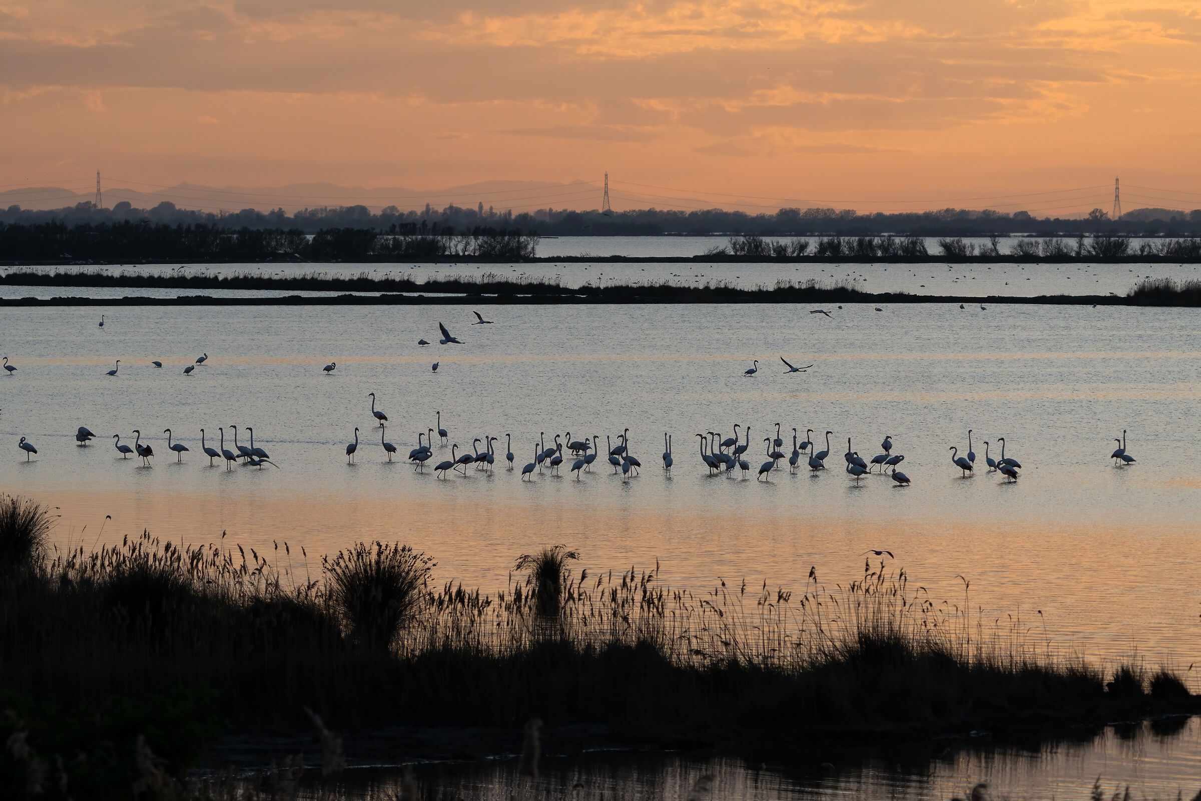 Il tramonto dei fenicotteri (Valli di Comacchio)