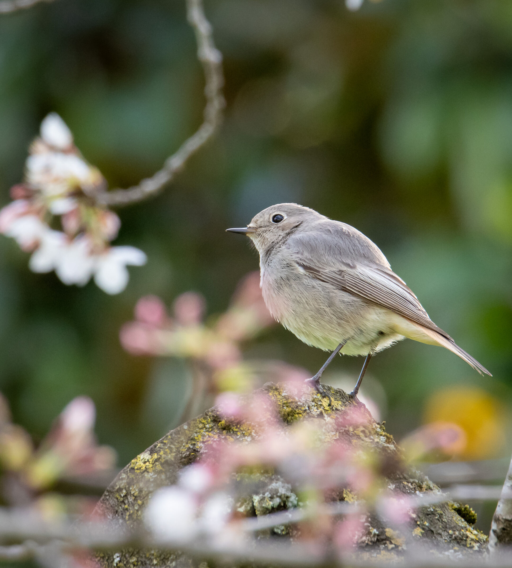 Black redstart