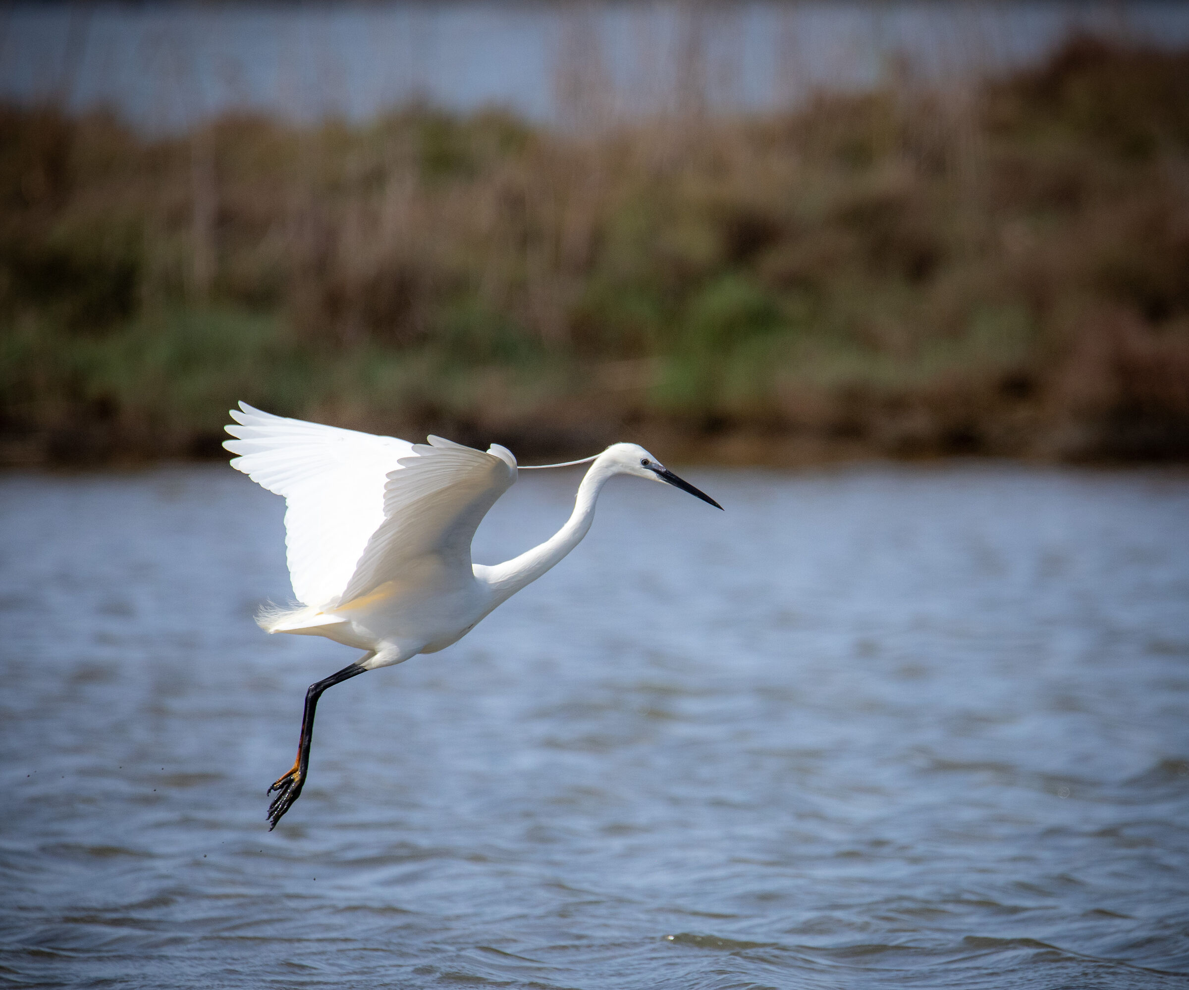 Egret