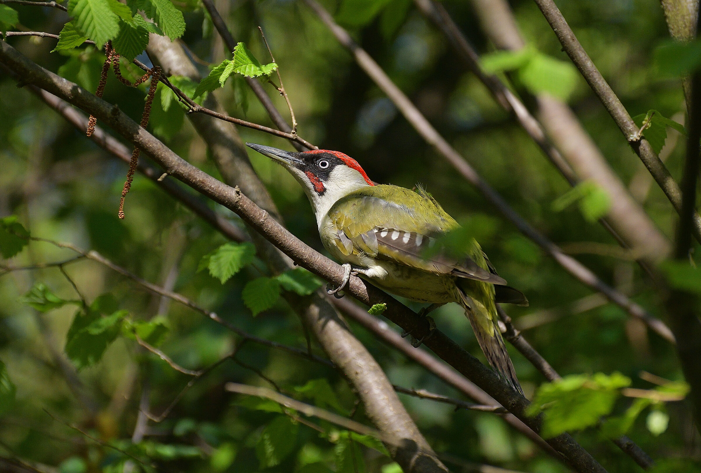 Among the green foliage ..