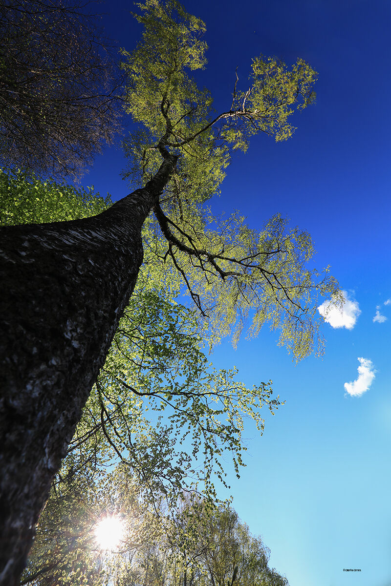 Con il naso all'insù...