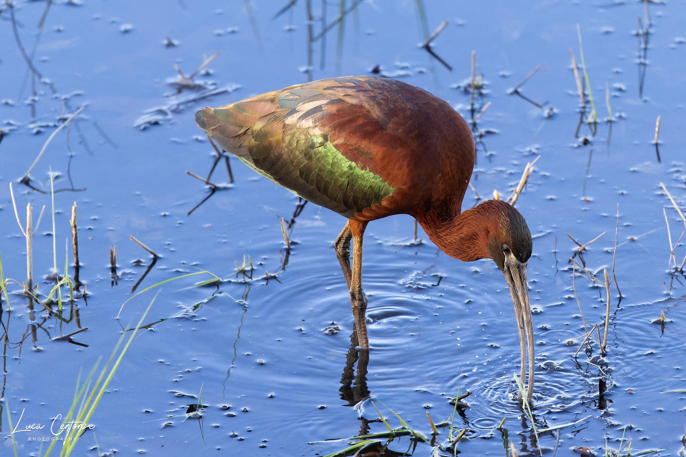 Glossy Ibis (Plegadis falcinellus)