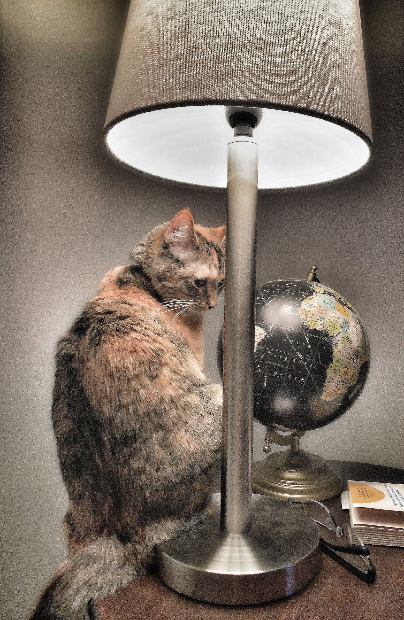 cat on table with globe