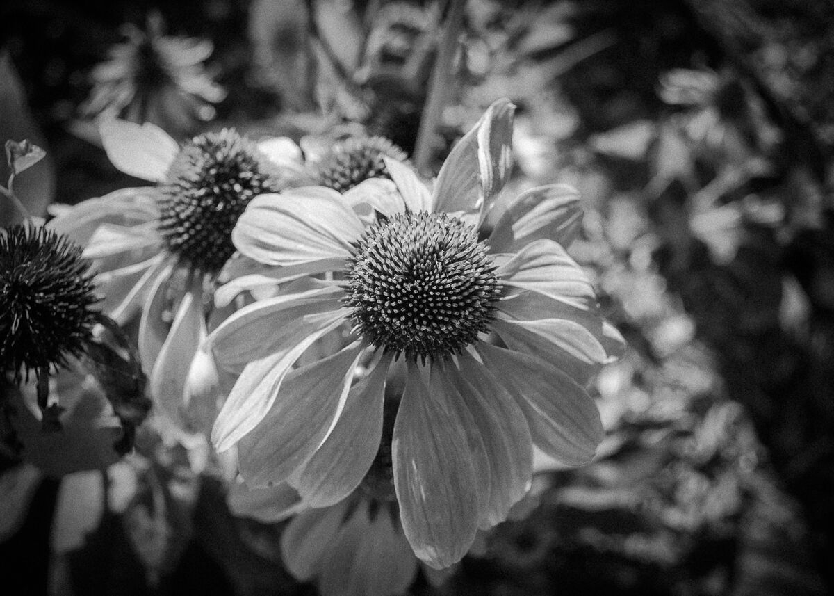 Cone Flower in Black and White