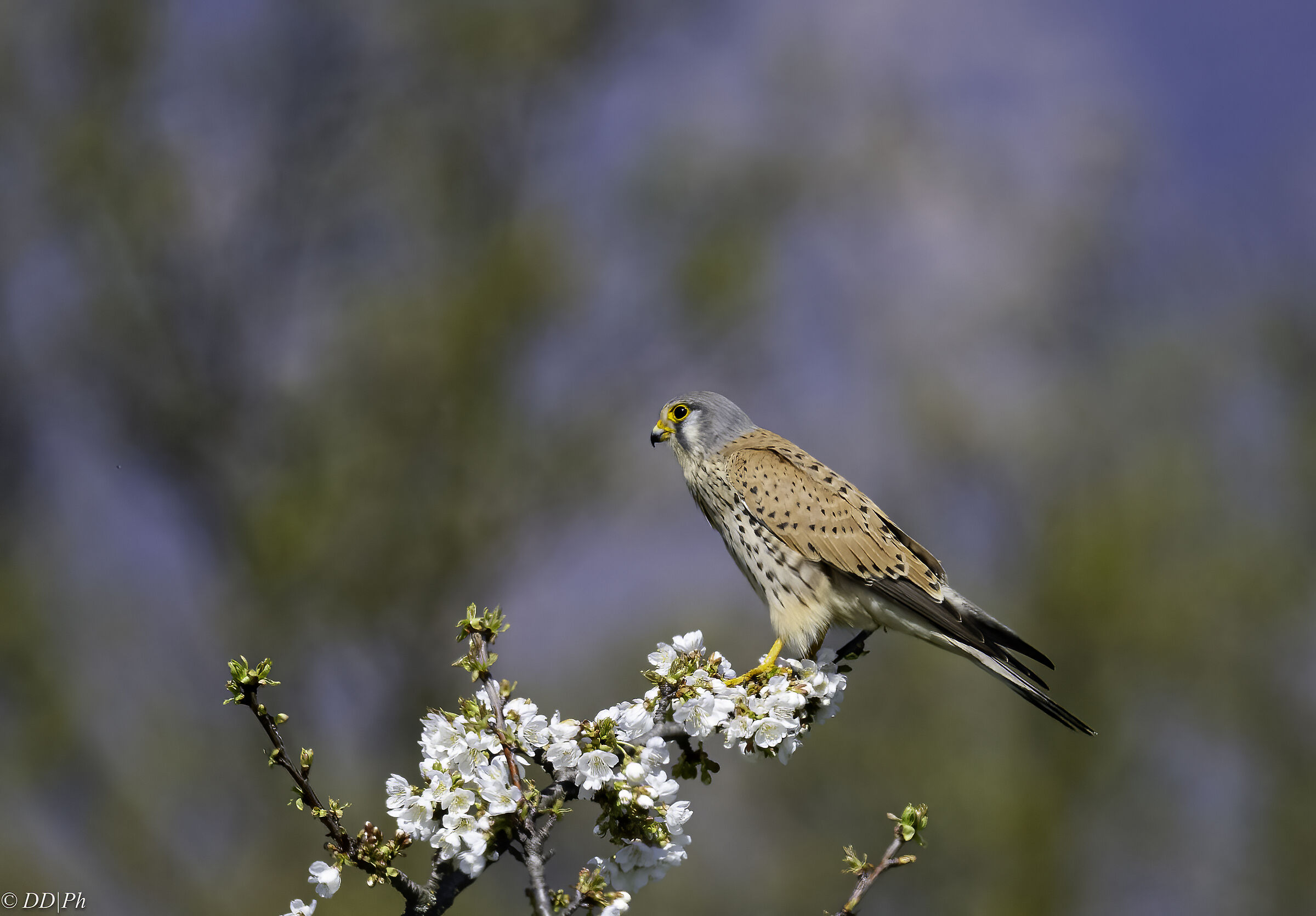 Kestrel