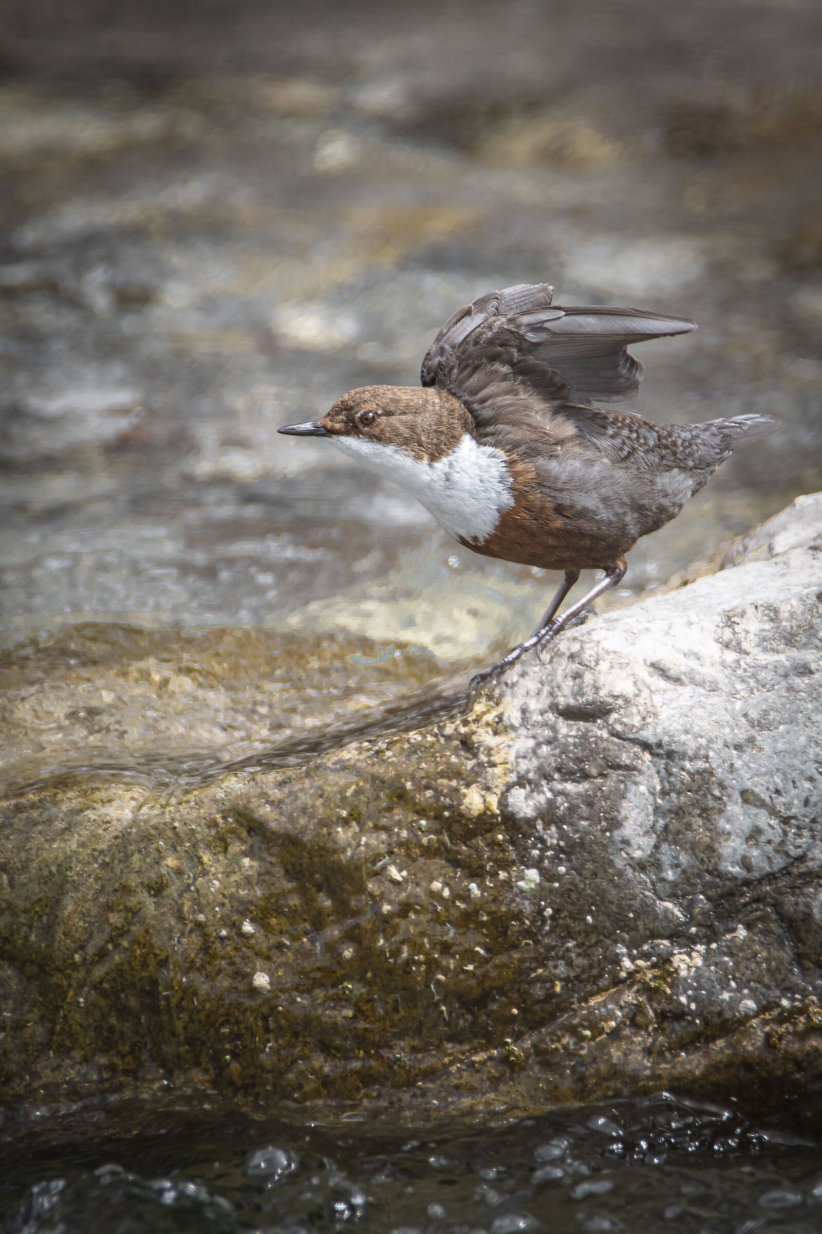 White-throated dipper