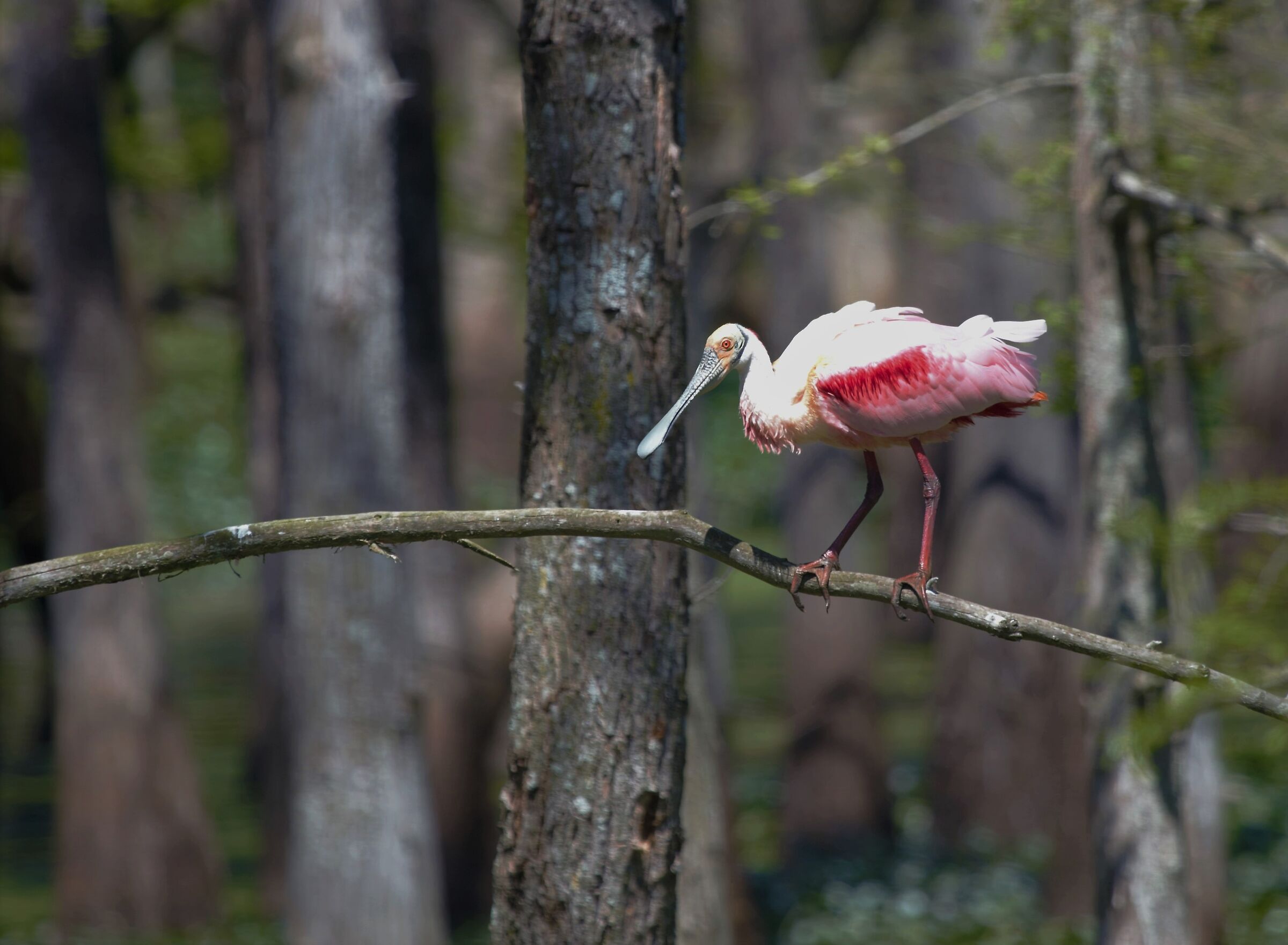 Equilibri instabili-la regina del Bayou