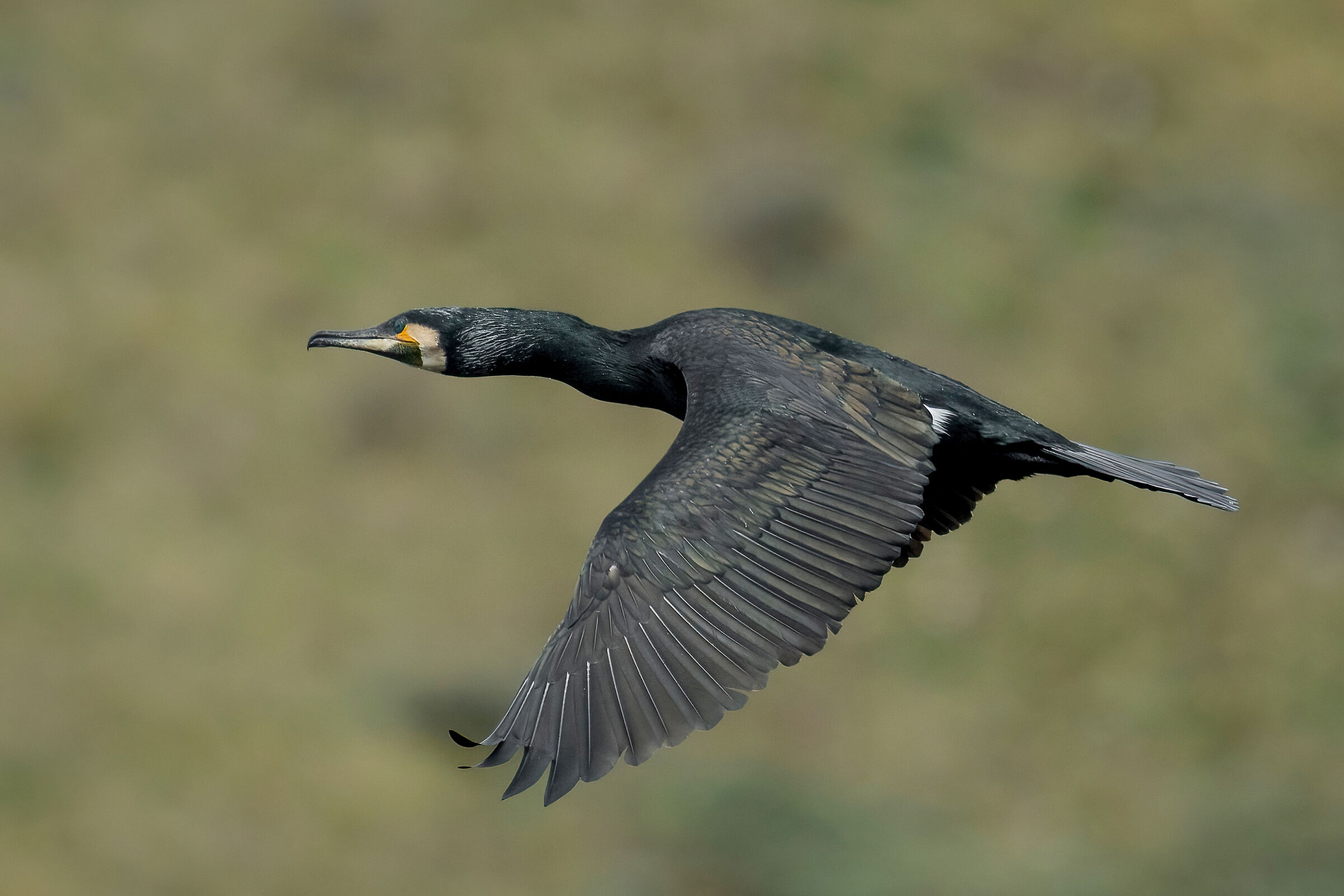 Cormorano (Phalacrocorax carbo)