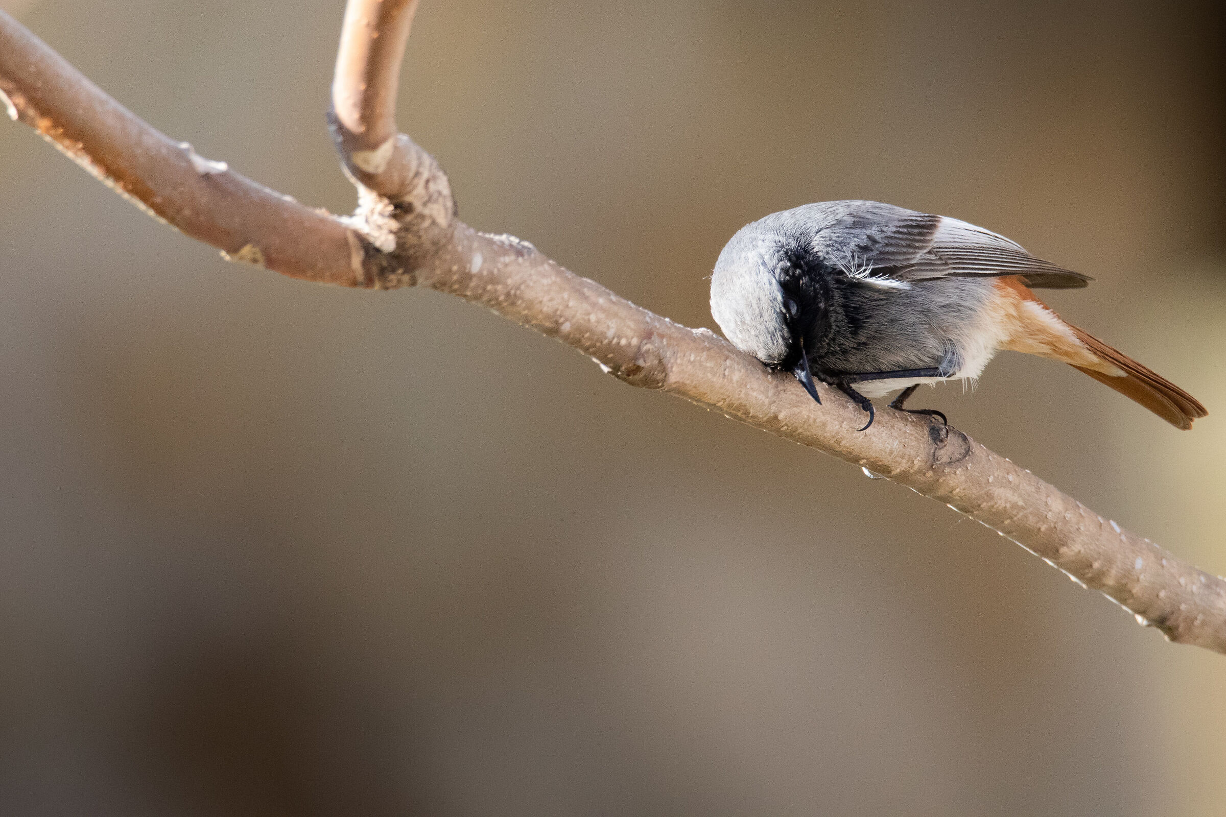 Redstart male chimney sweep