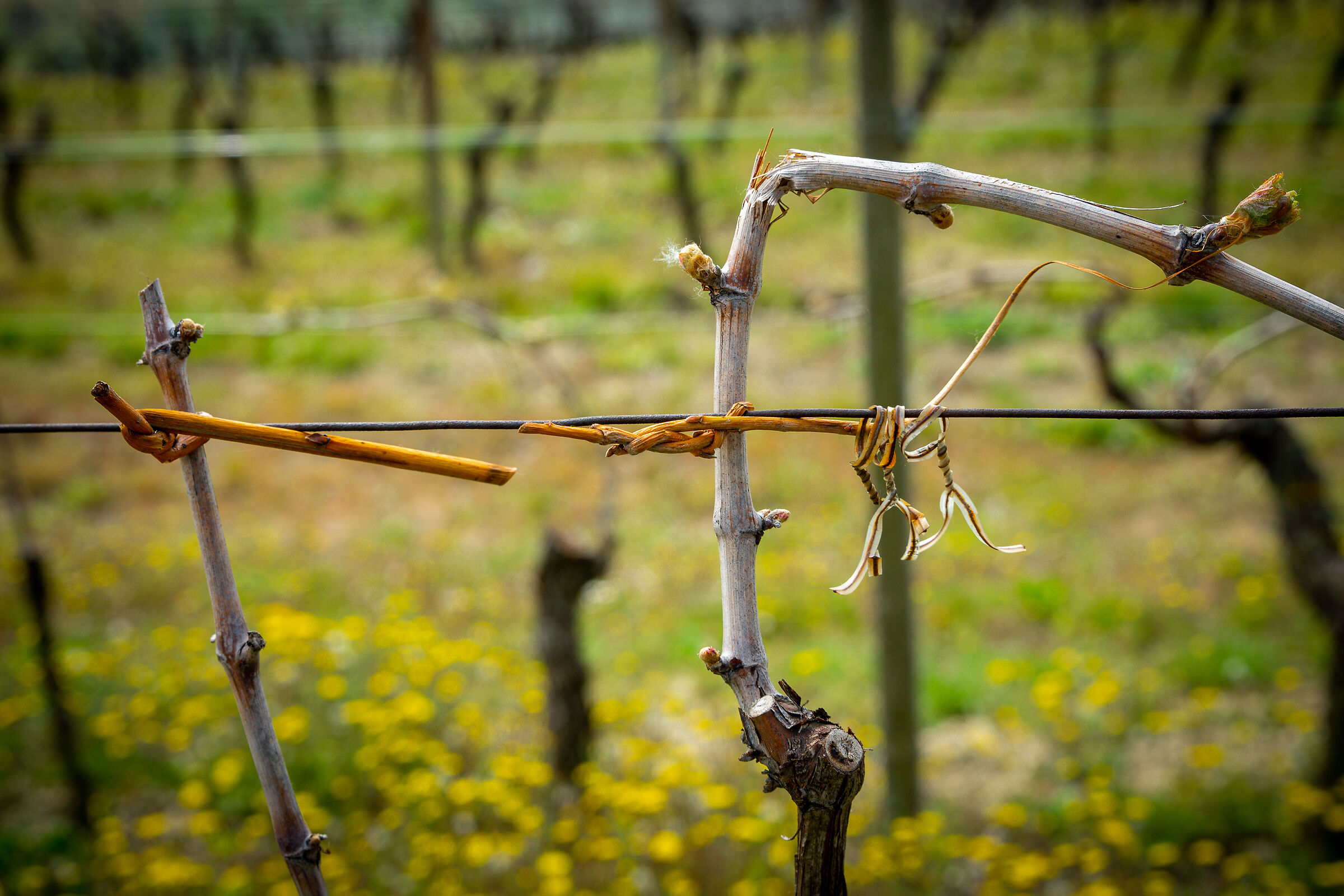 La legatura con il " gurin"
