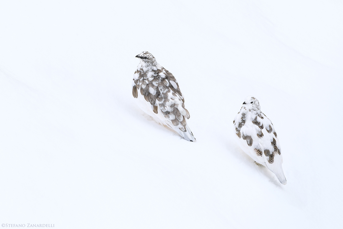 Ptarmigan