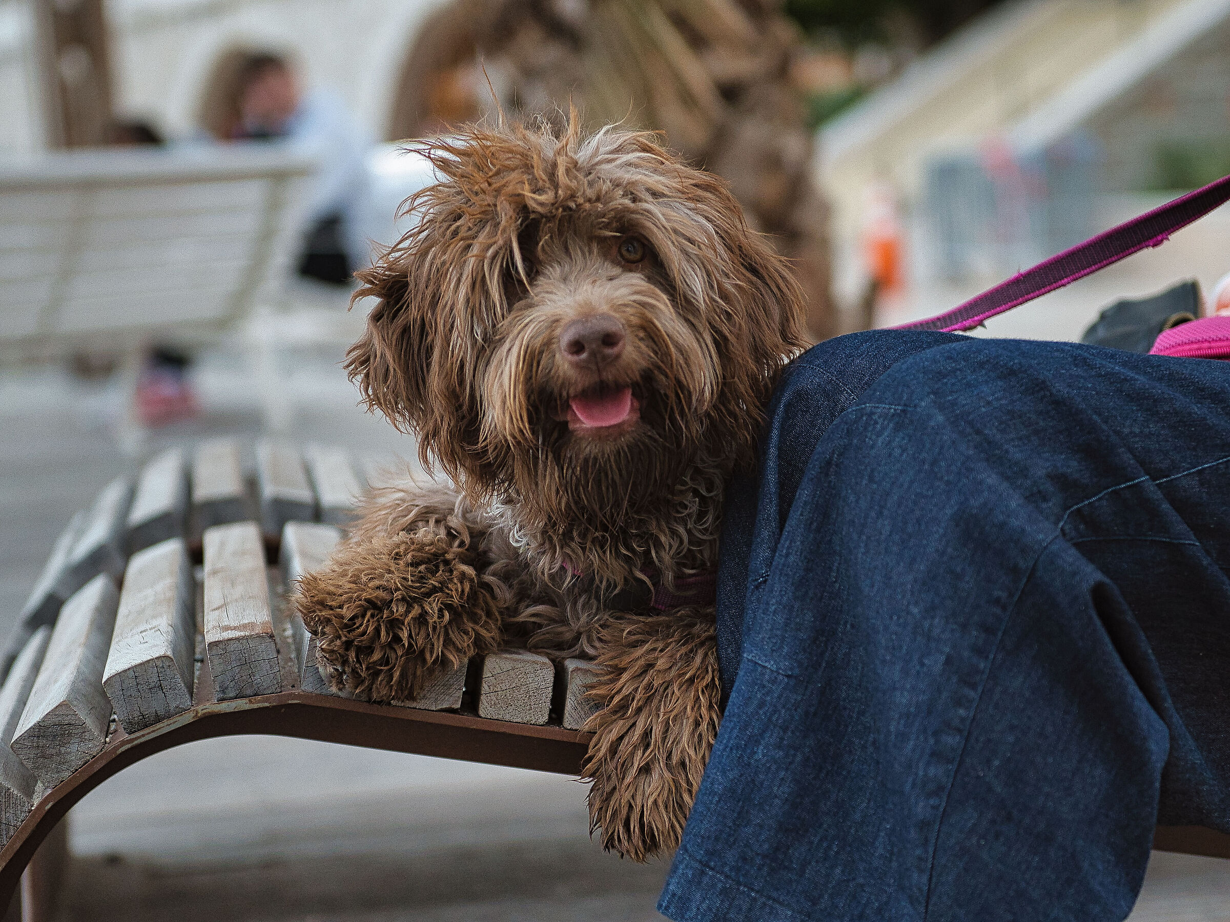 Lagotto in relax