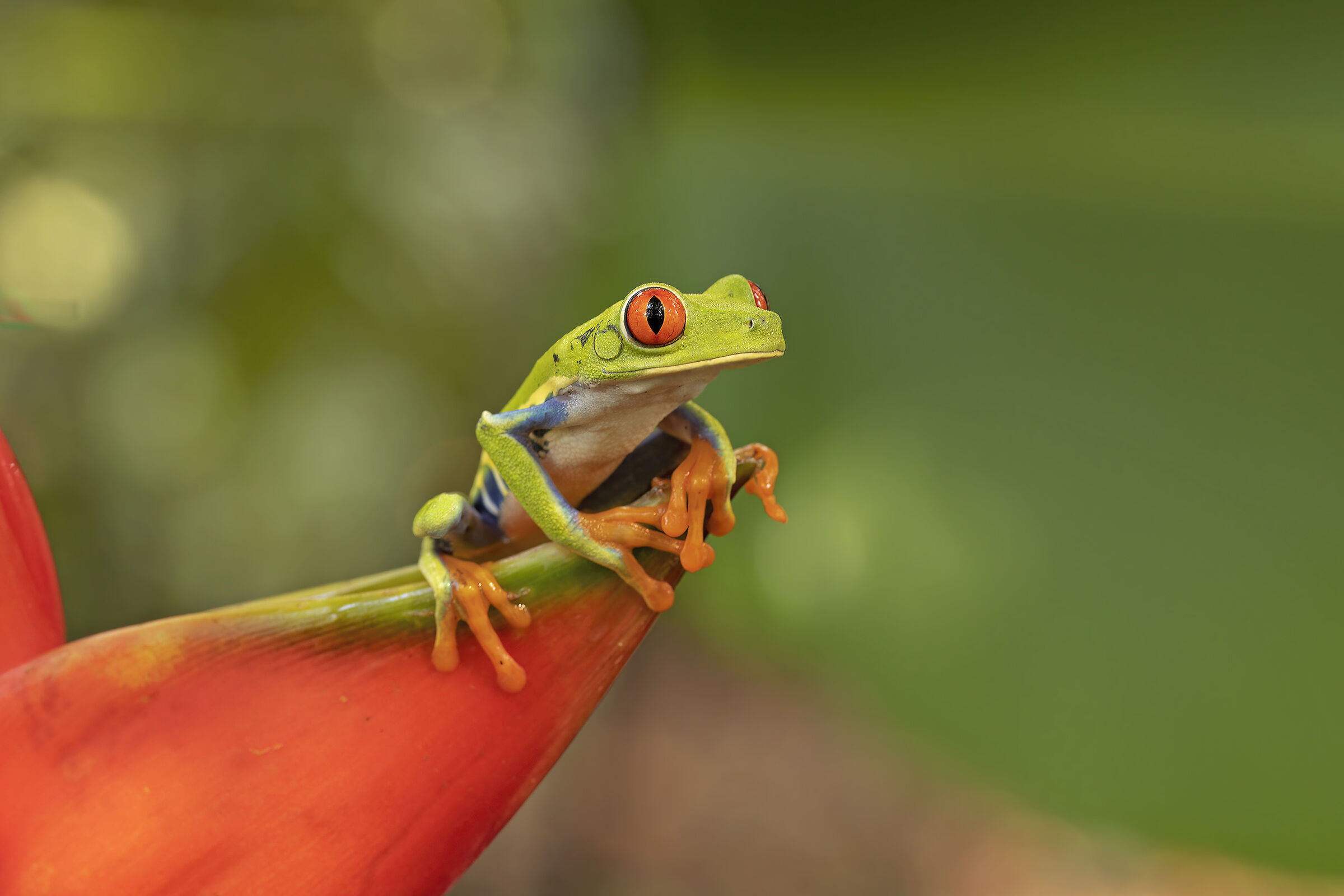 Red-eyed frog