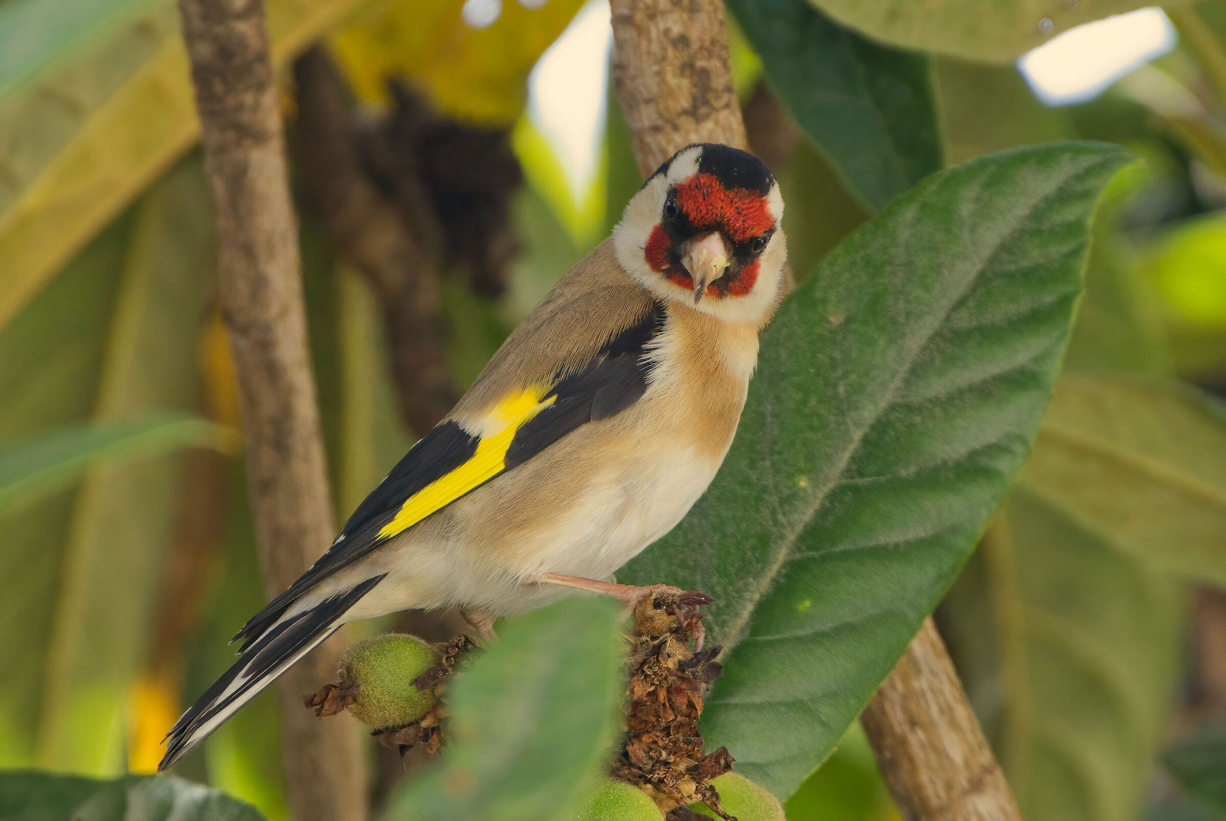 The goldfinch's truncia