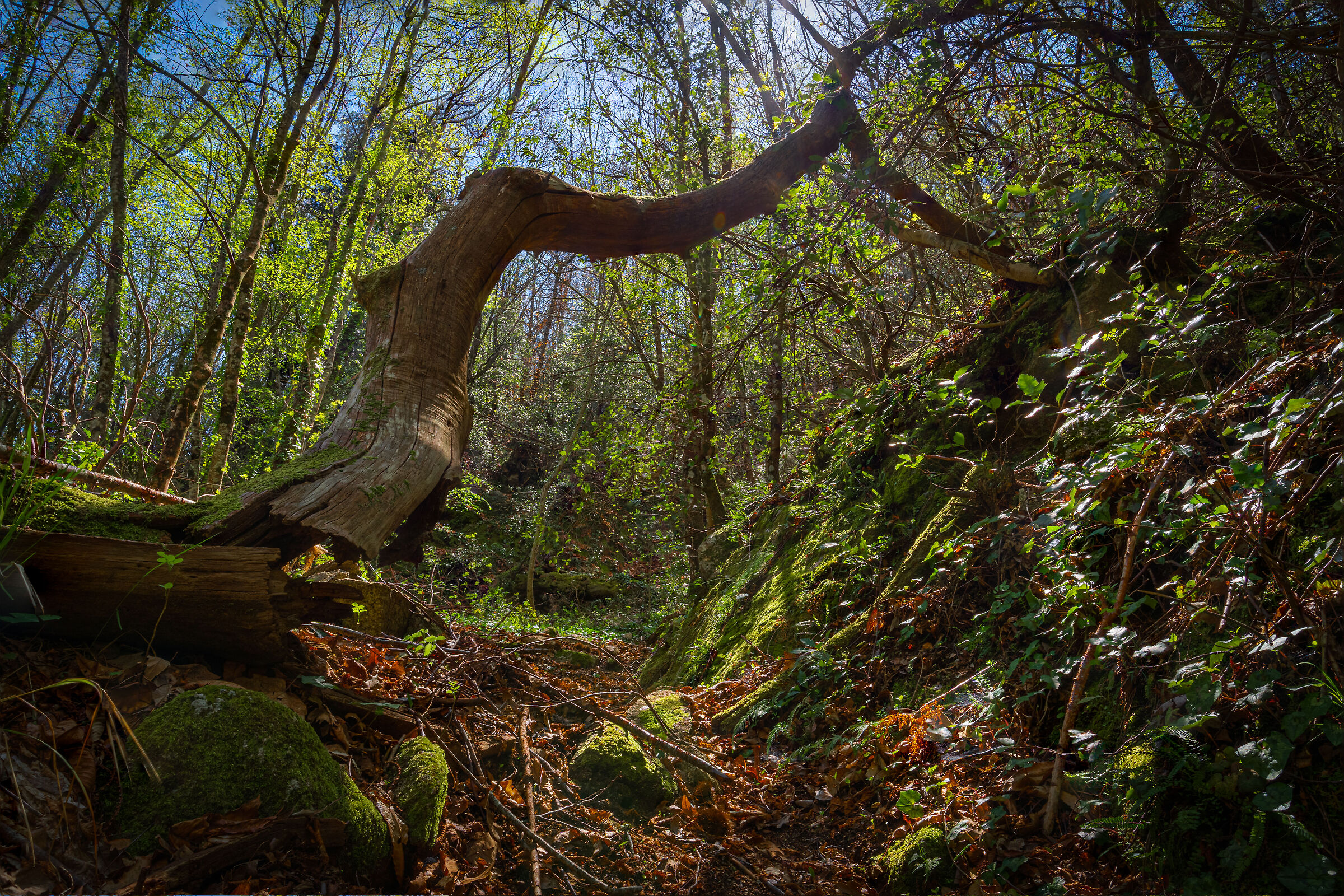 Portale per la pietra di momo