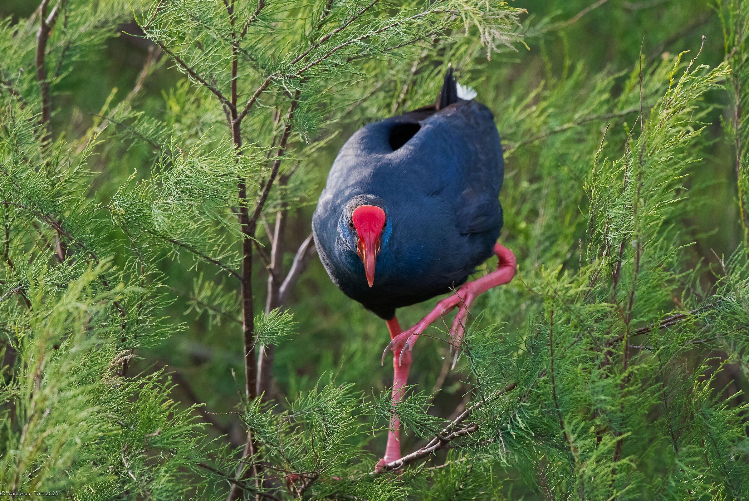 Pollo Sultano in equilibrio