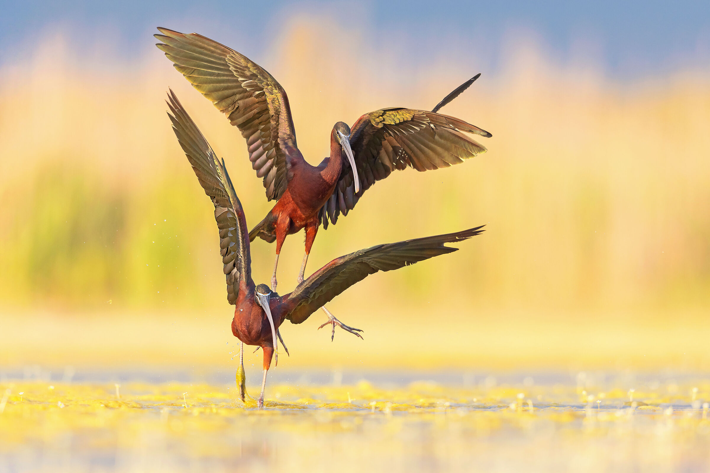 te prendo....te prendo...andò vai