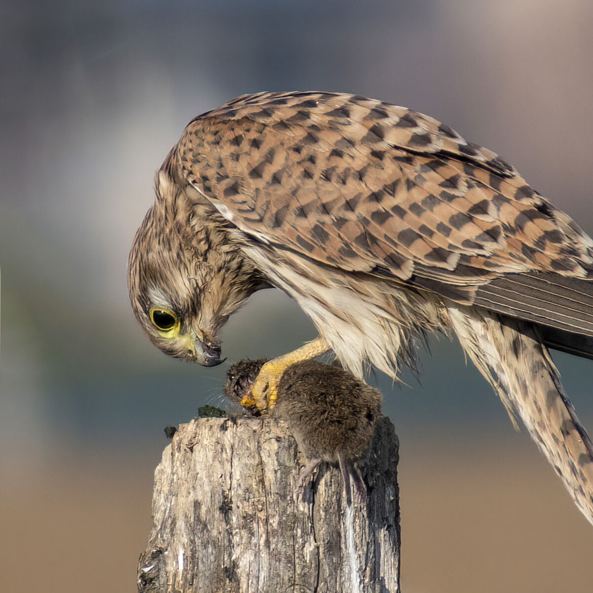 Gheppio che guarda la sua preda