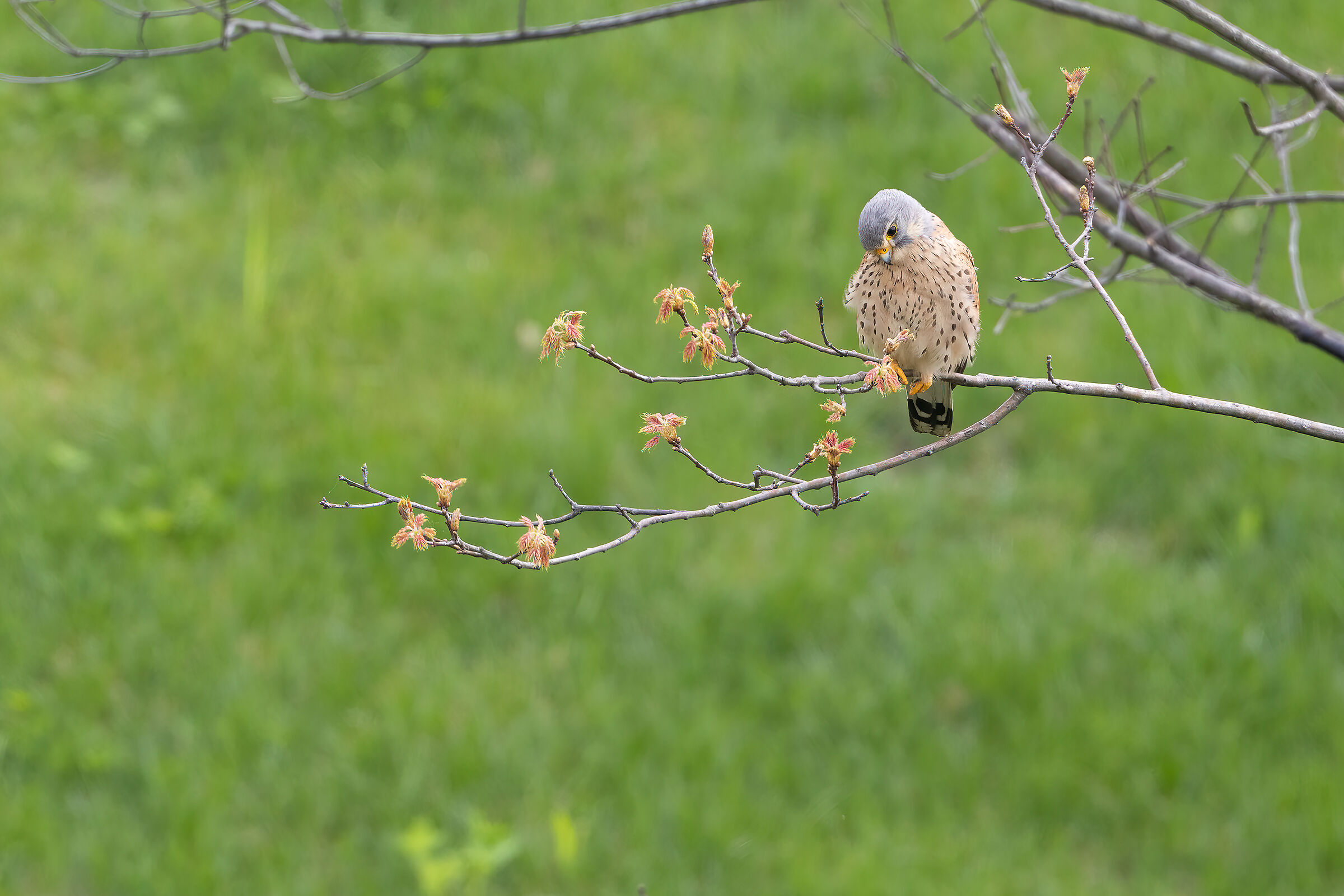 Female kestrel in the Upper Town