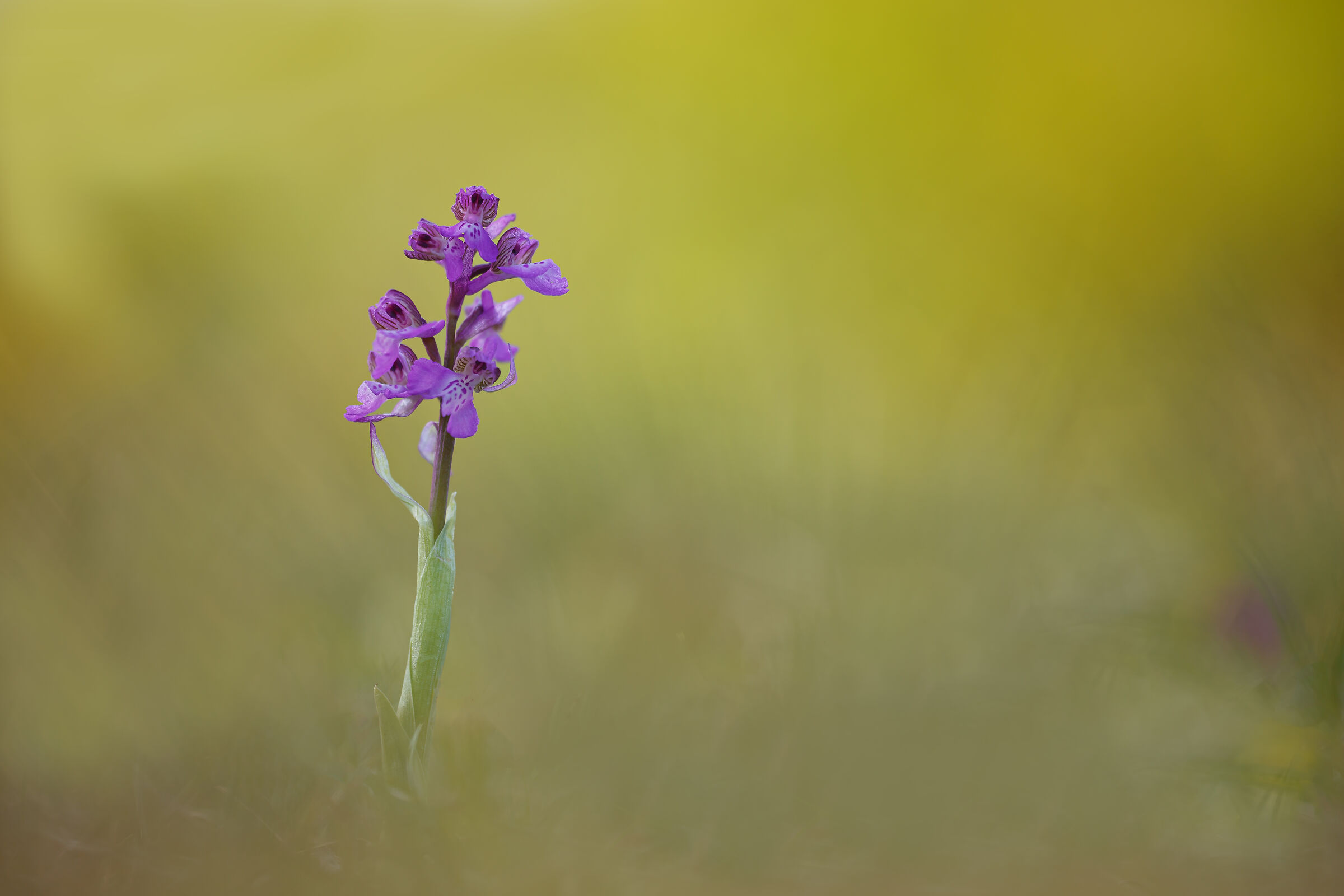 Anacamptis morio