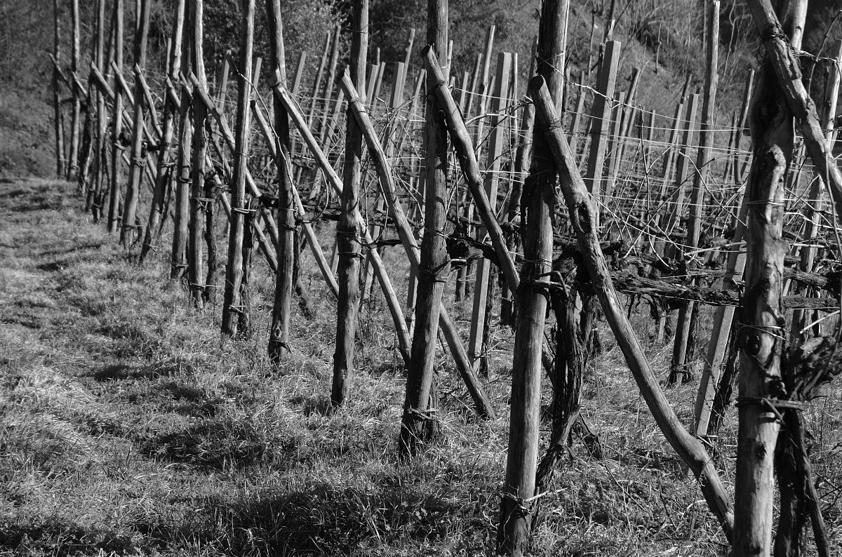 Vigne d'inverno