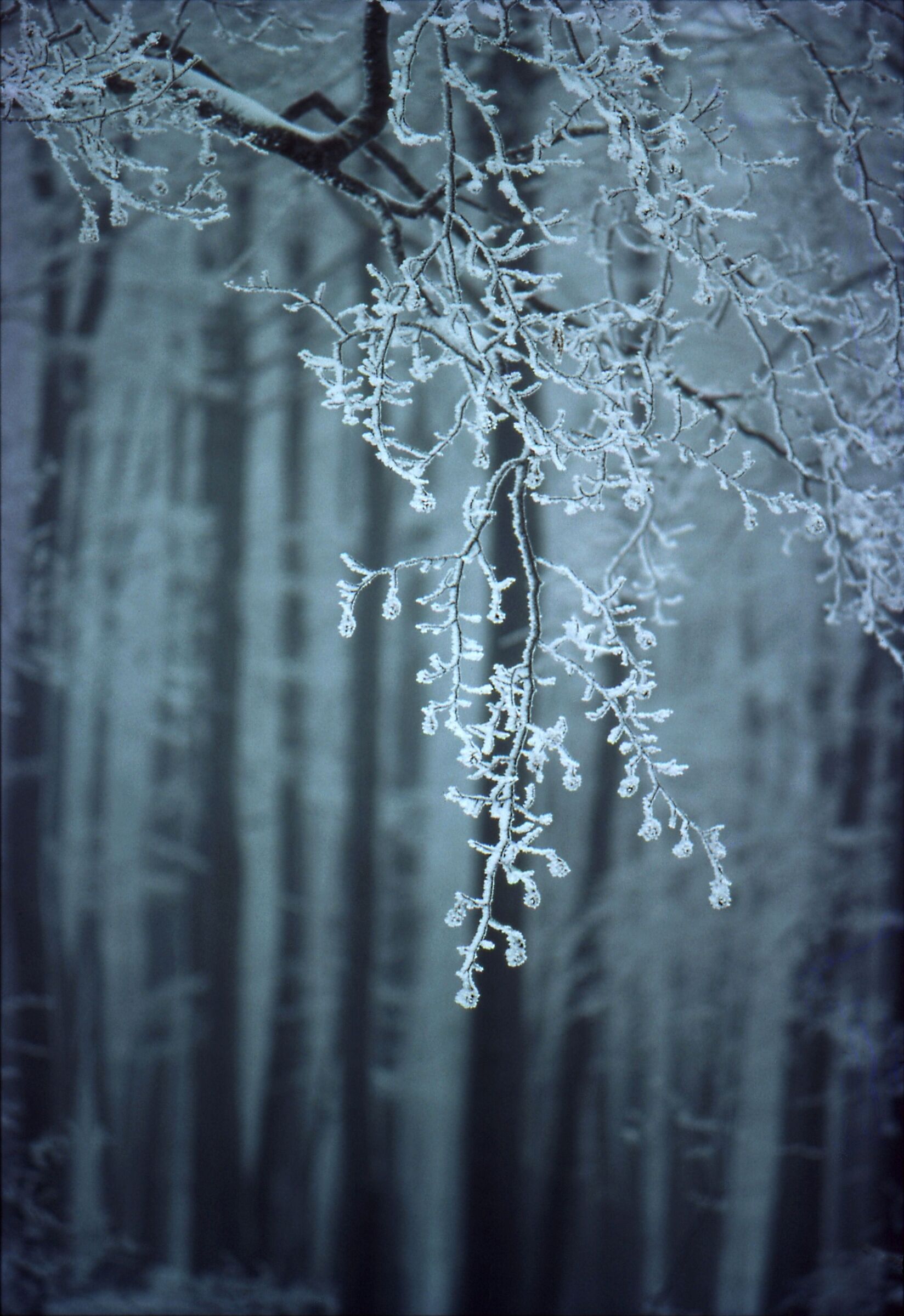 Monte Nevoso (Sneznik)