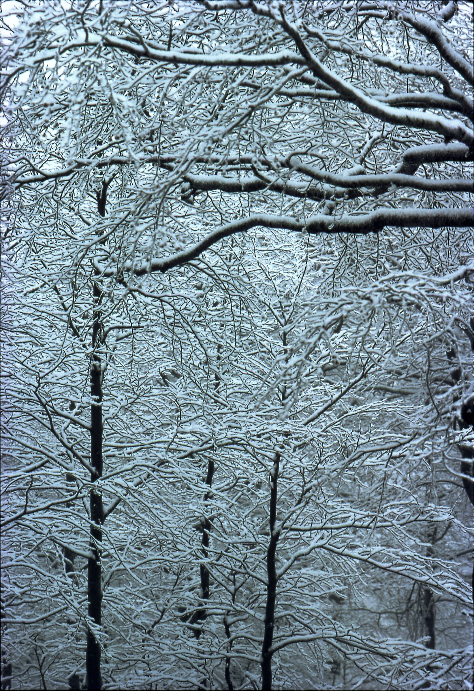 Monte Nevoso (Sneznik)