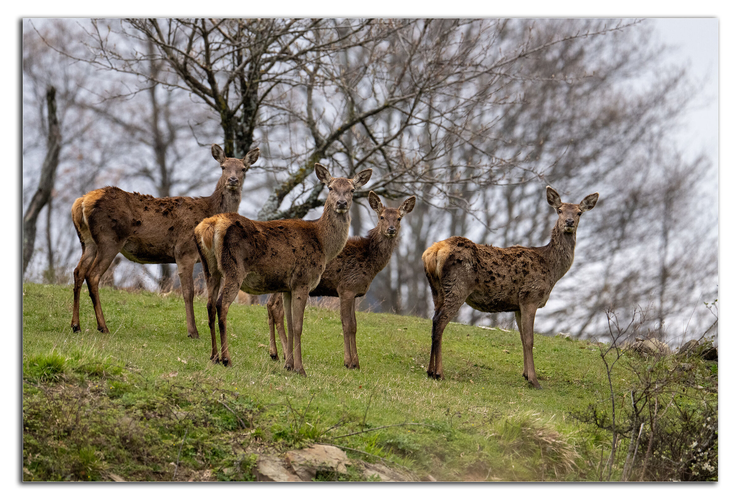 Deer in spring