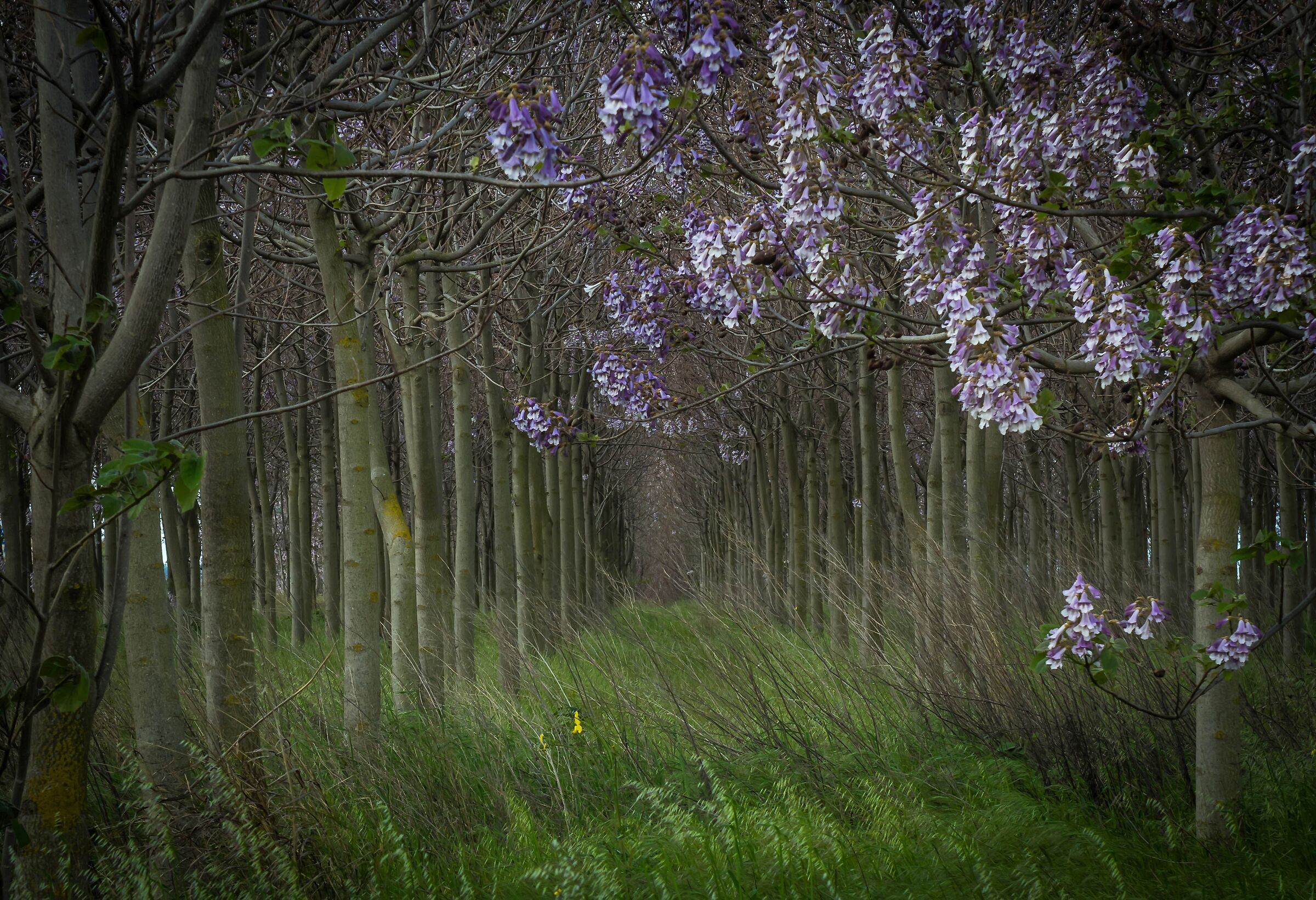 The enchanted garden