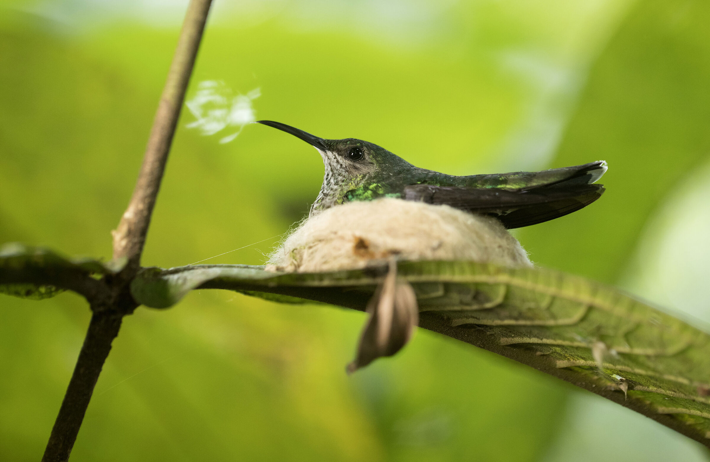White necked Jacobin