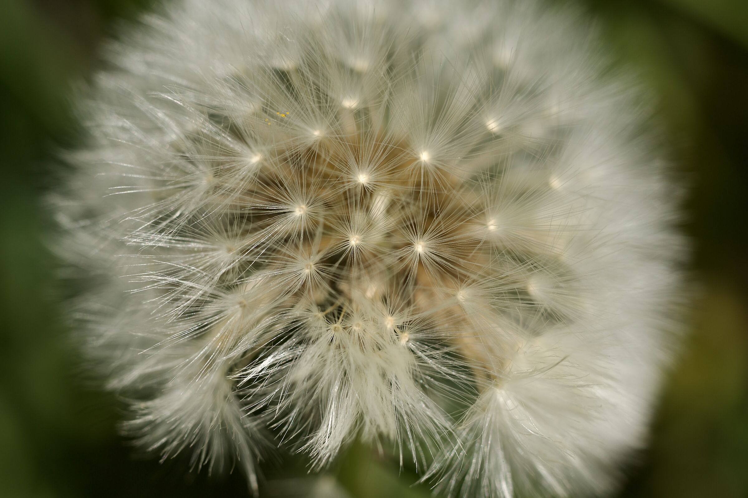 Dandelion