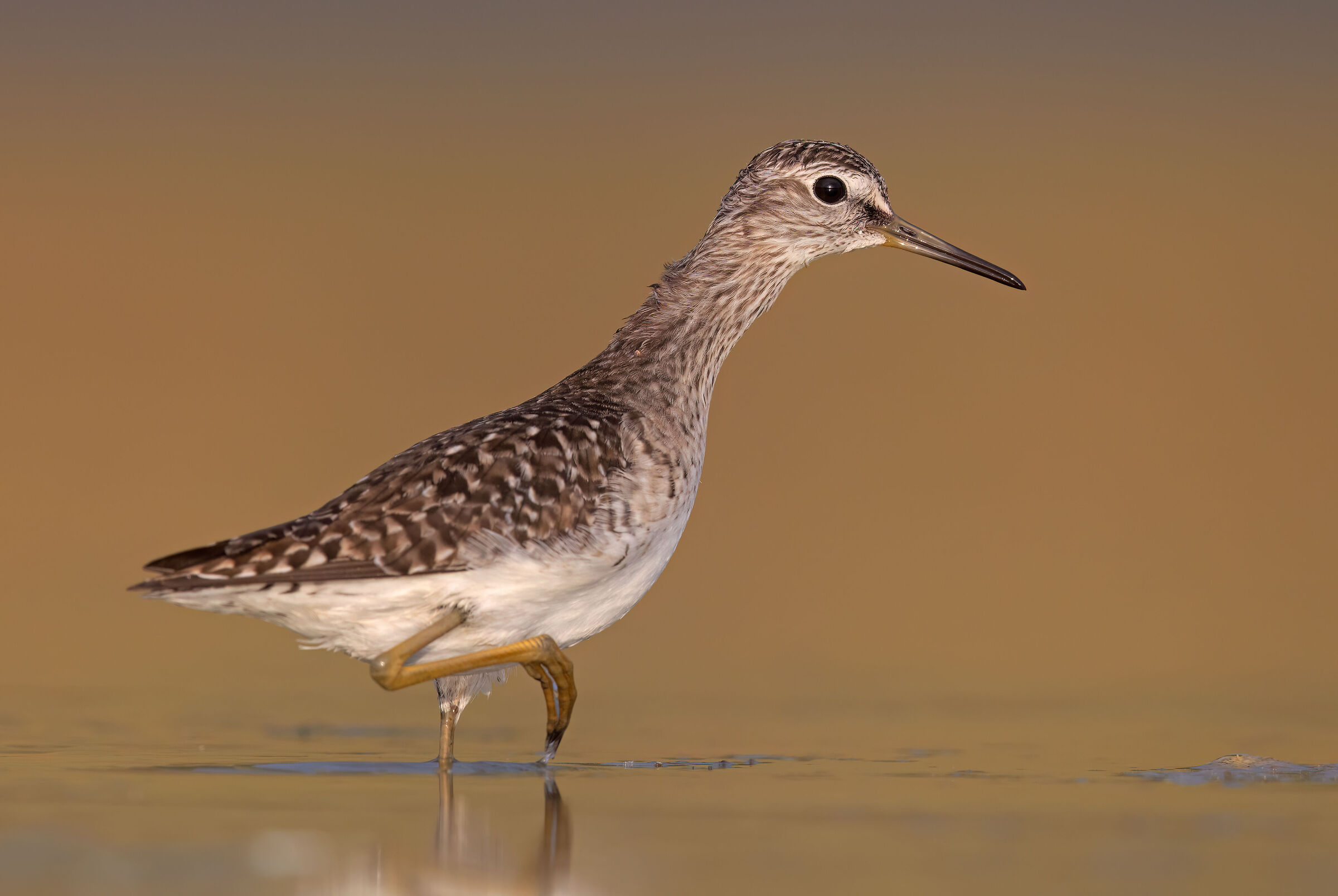 Piro piro boschereccio