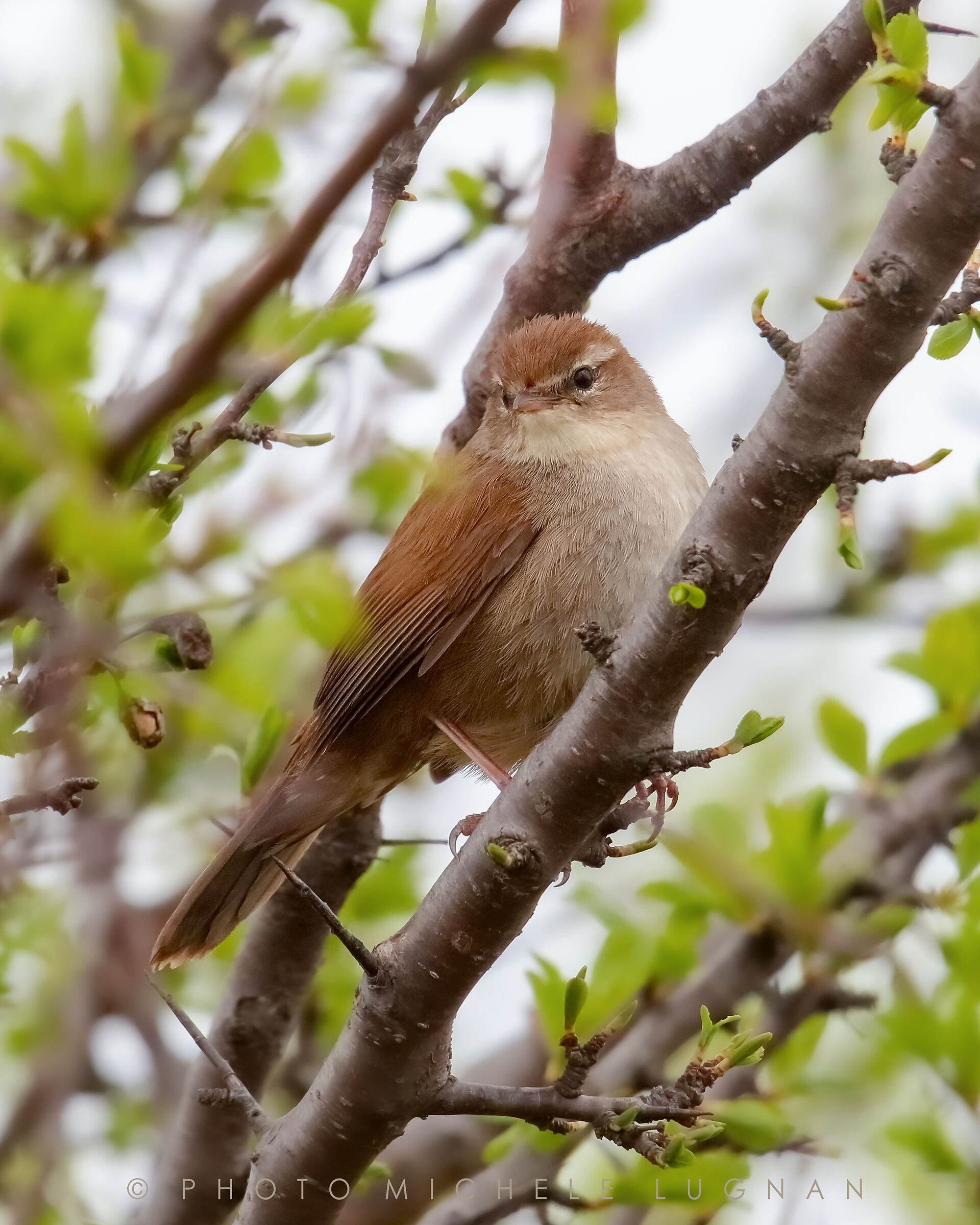 Cettia cetti Temminck 1820