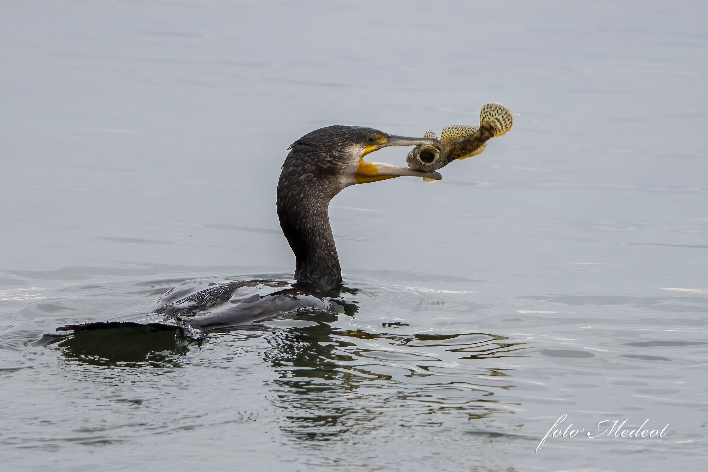 Cormorano con preda
