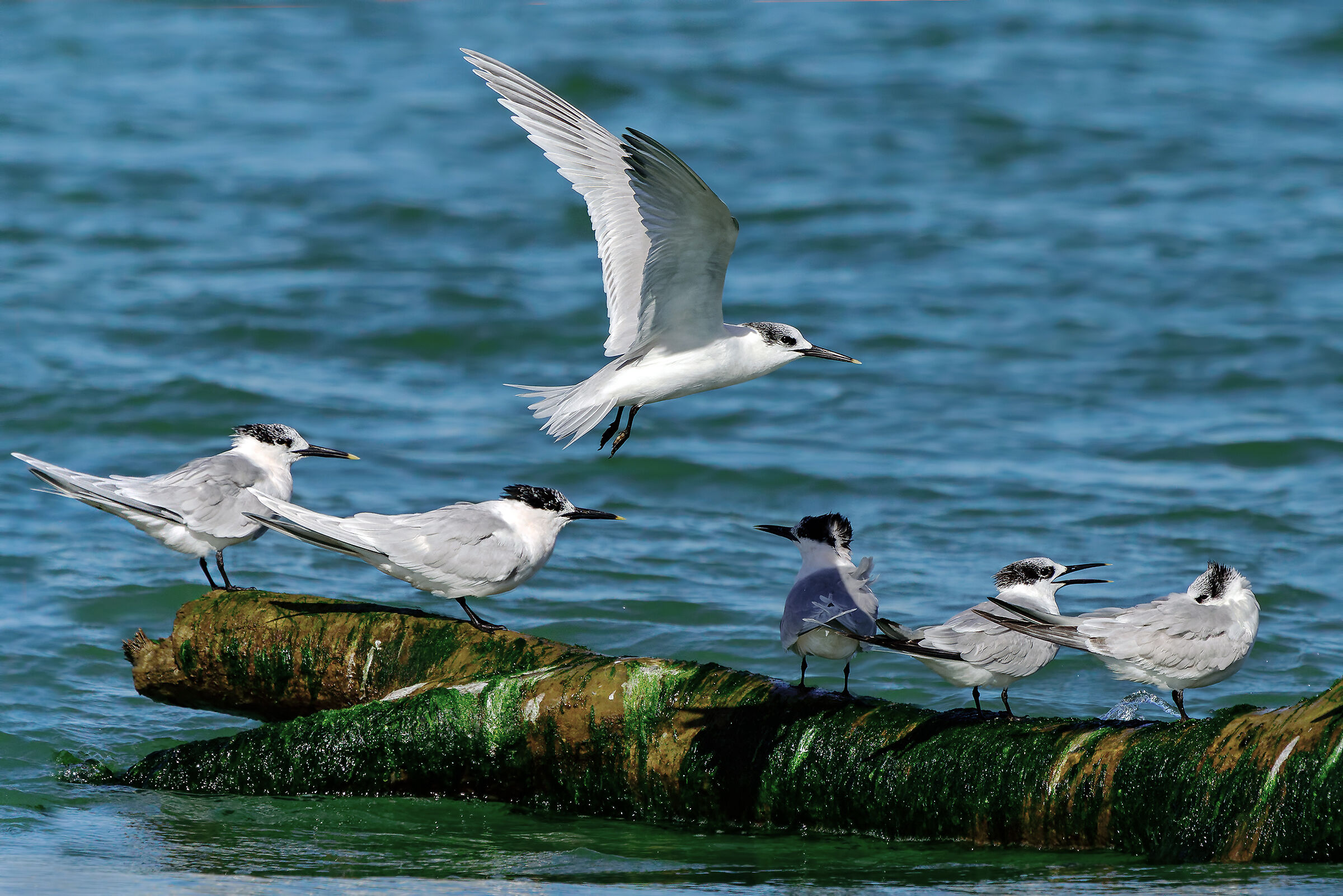 Beccapesci in migrazione primaverile