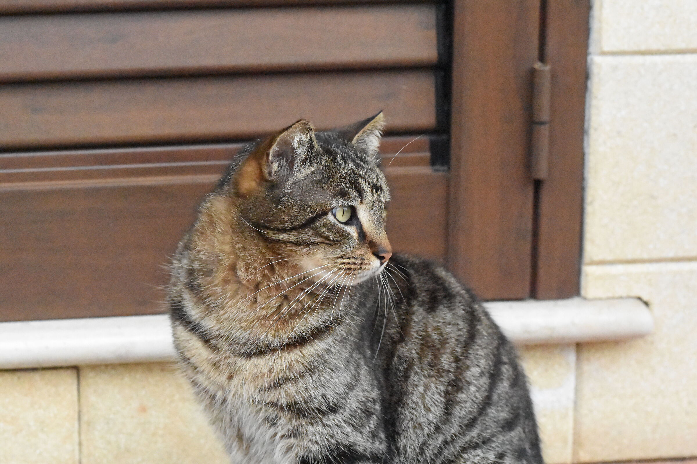 " ISO 25 Mila 600 ", Sigma 85, 1.4 Art- Nikon D 72...