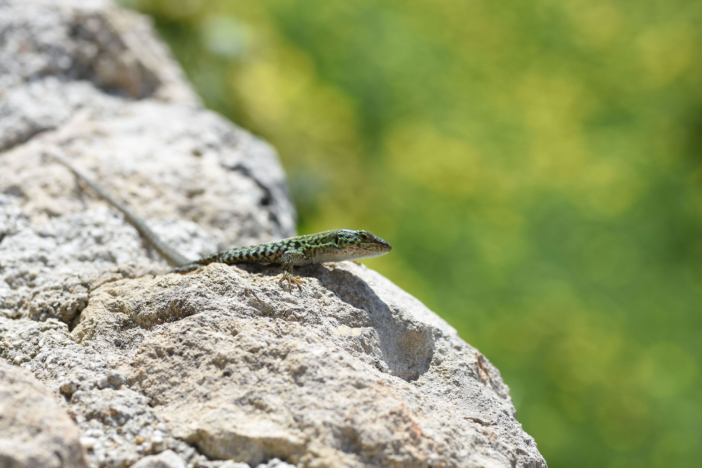 " Crop 127 " Sigma 85, 1.4 Art - Nikon D 7200
