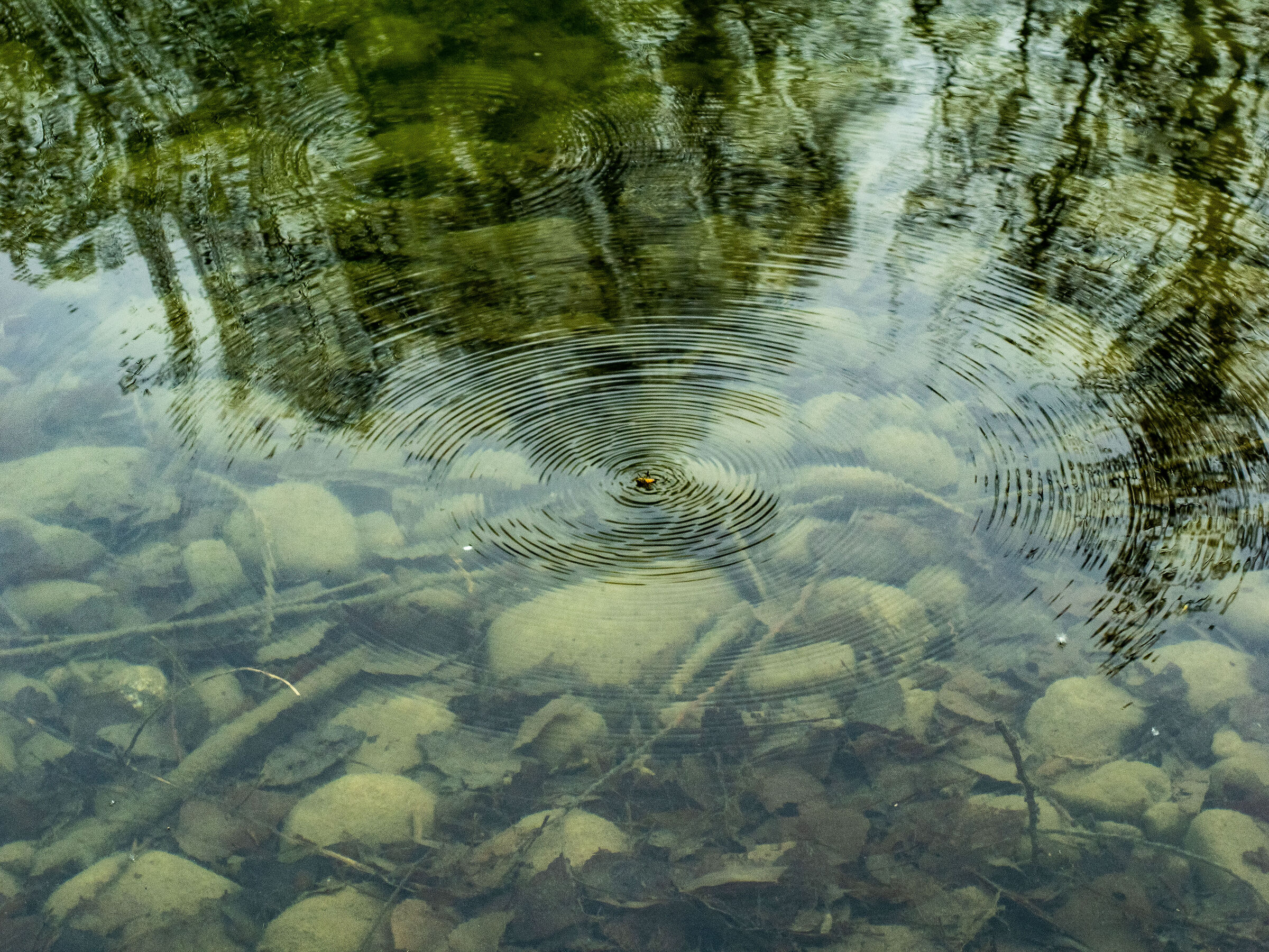 circles in the water