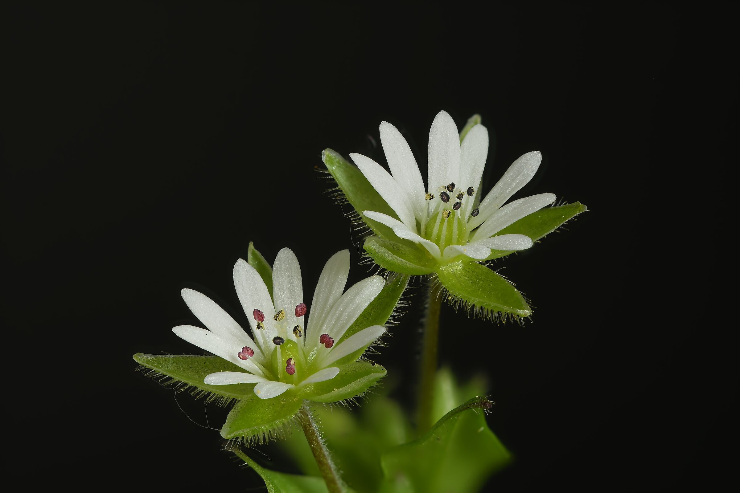 stellaria media maschio e femmina?