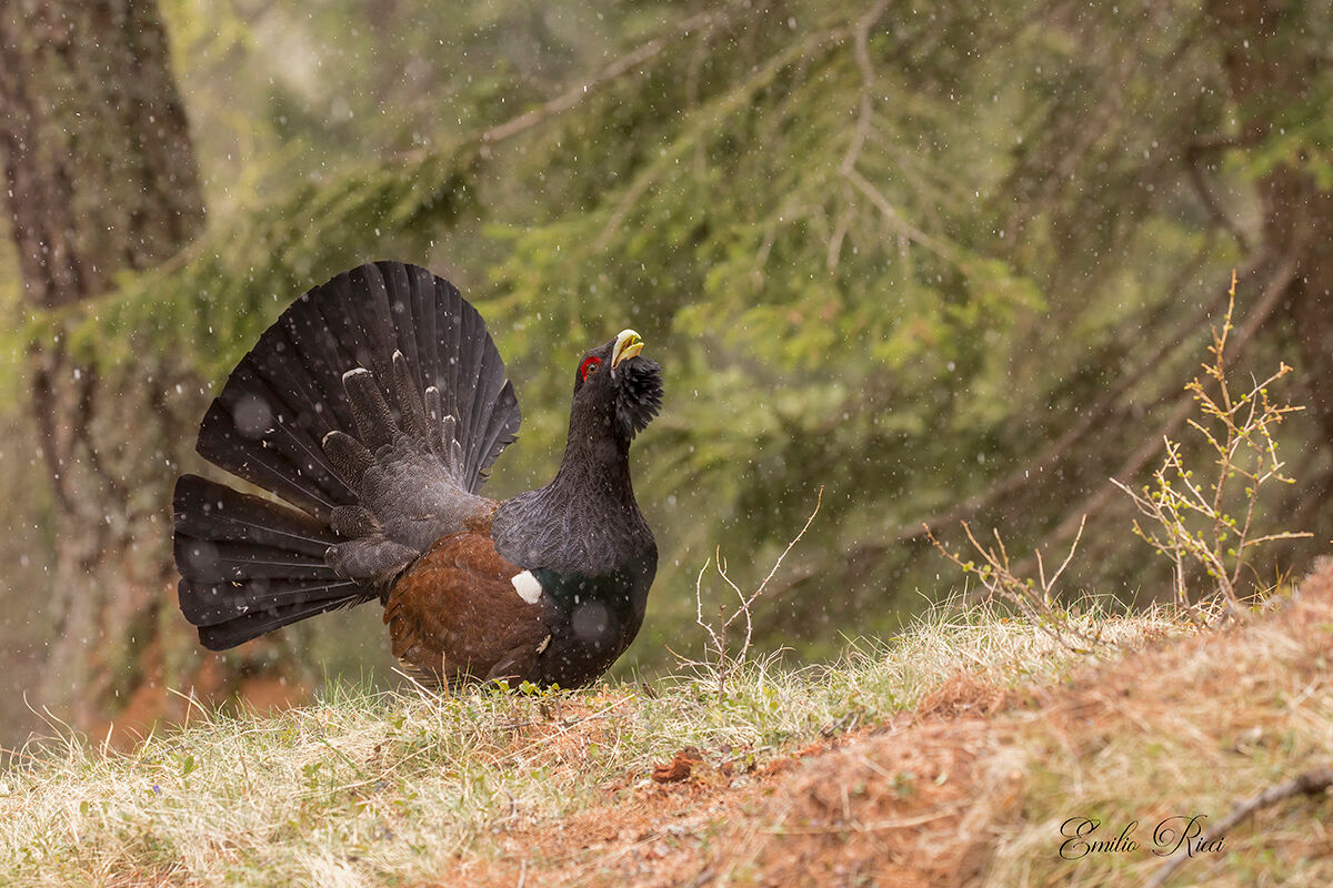 Grouse