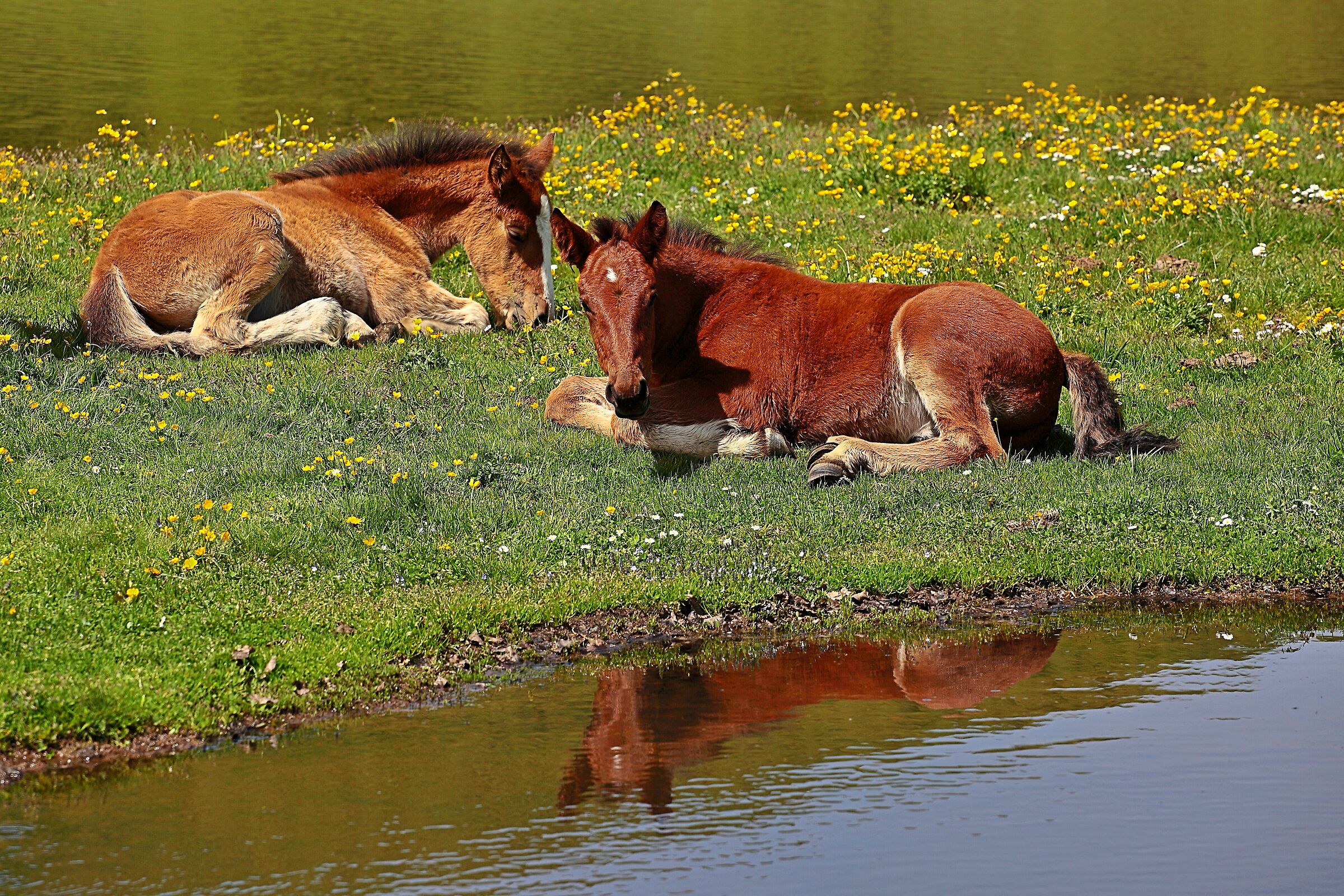 Puledri ai pantani di Accumoli