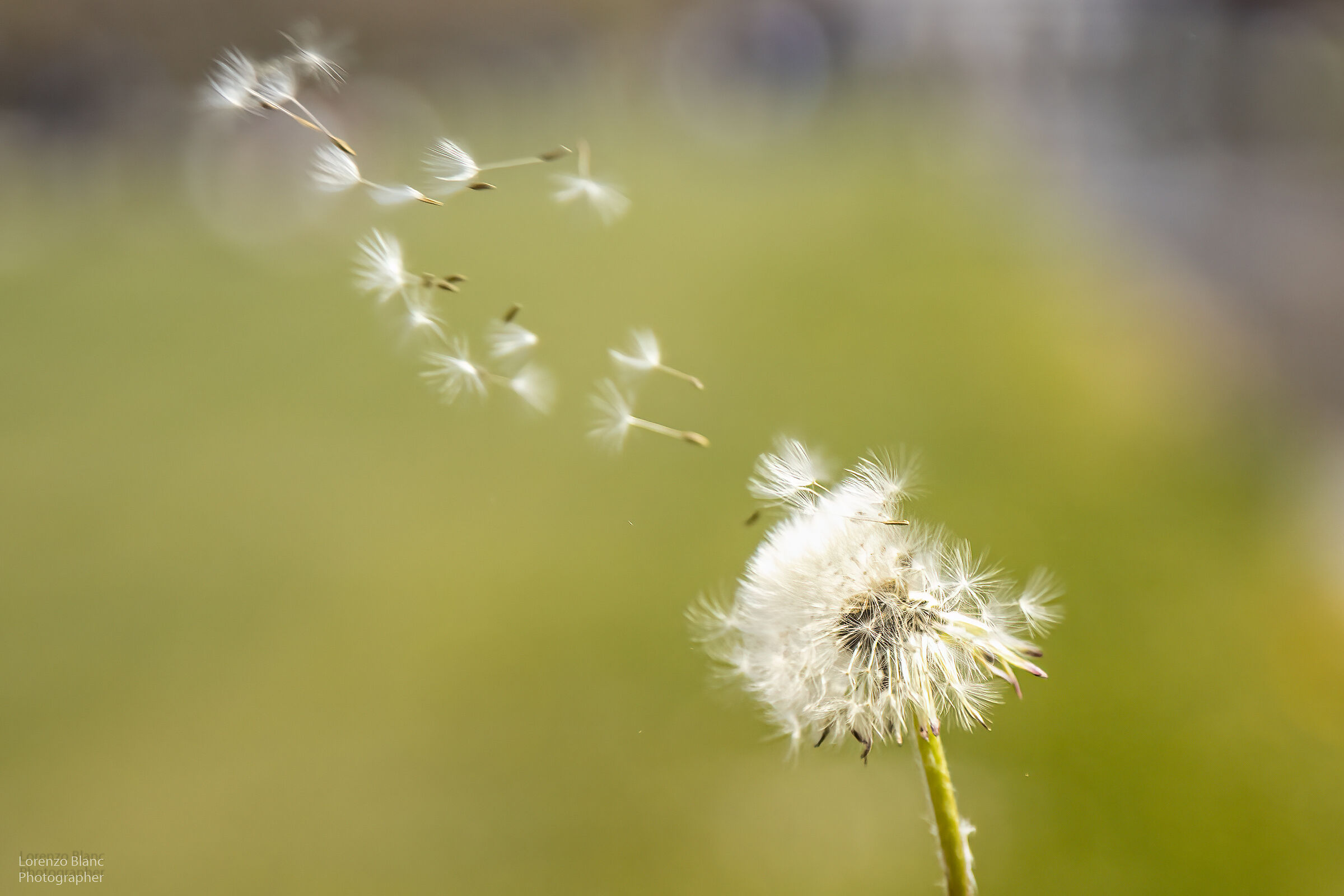 Let your thoughts fly away...