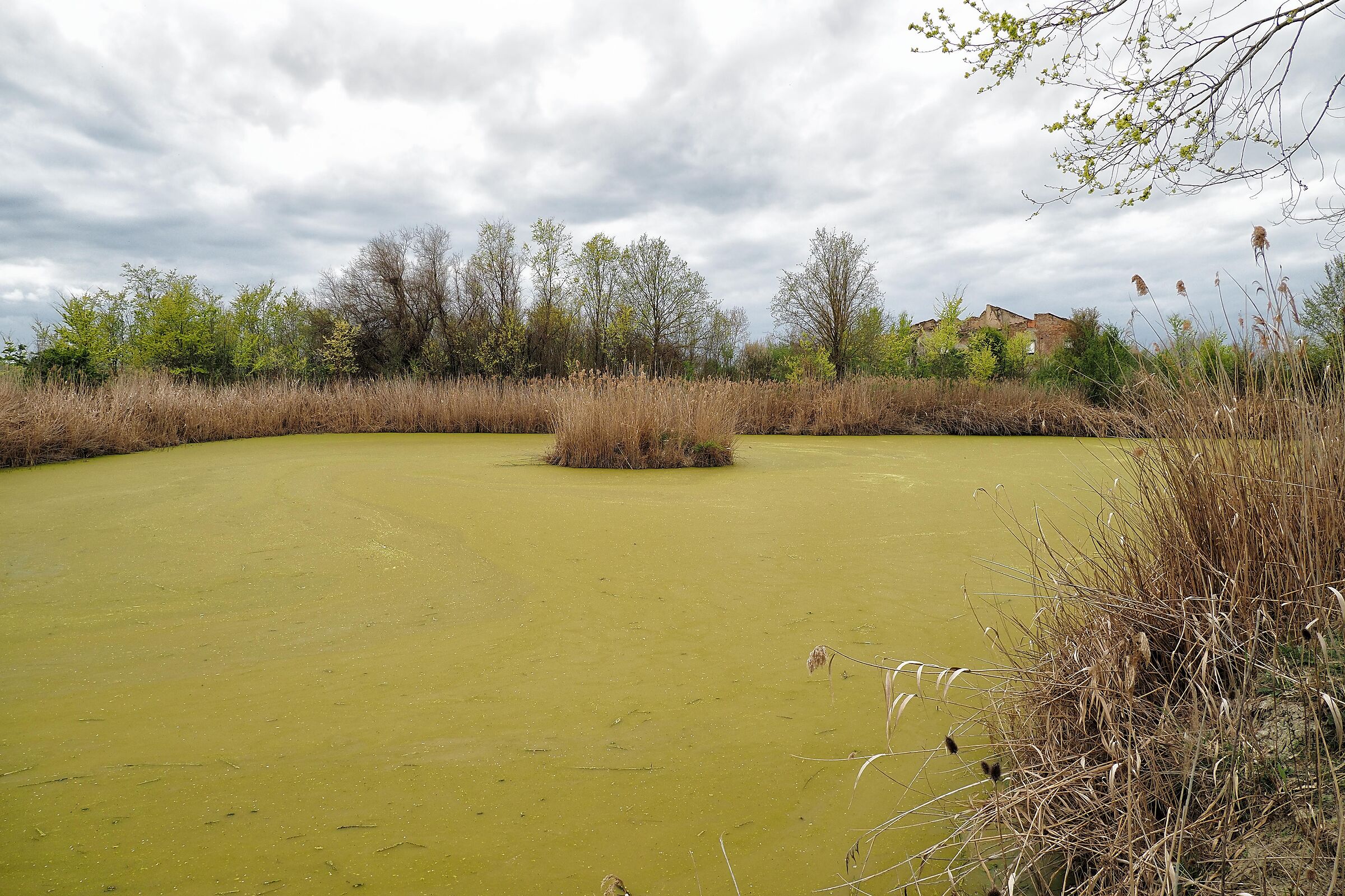 Oasis near Concordia di Modena