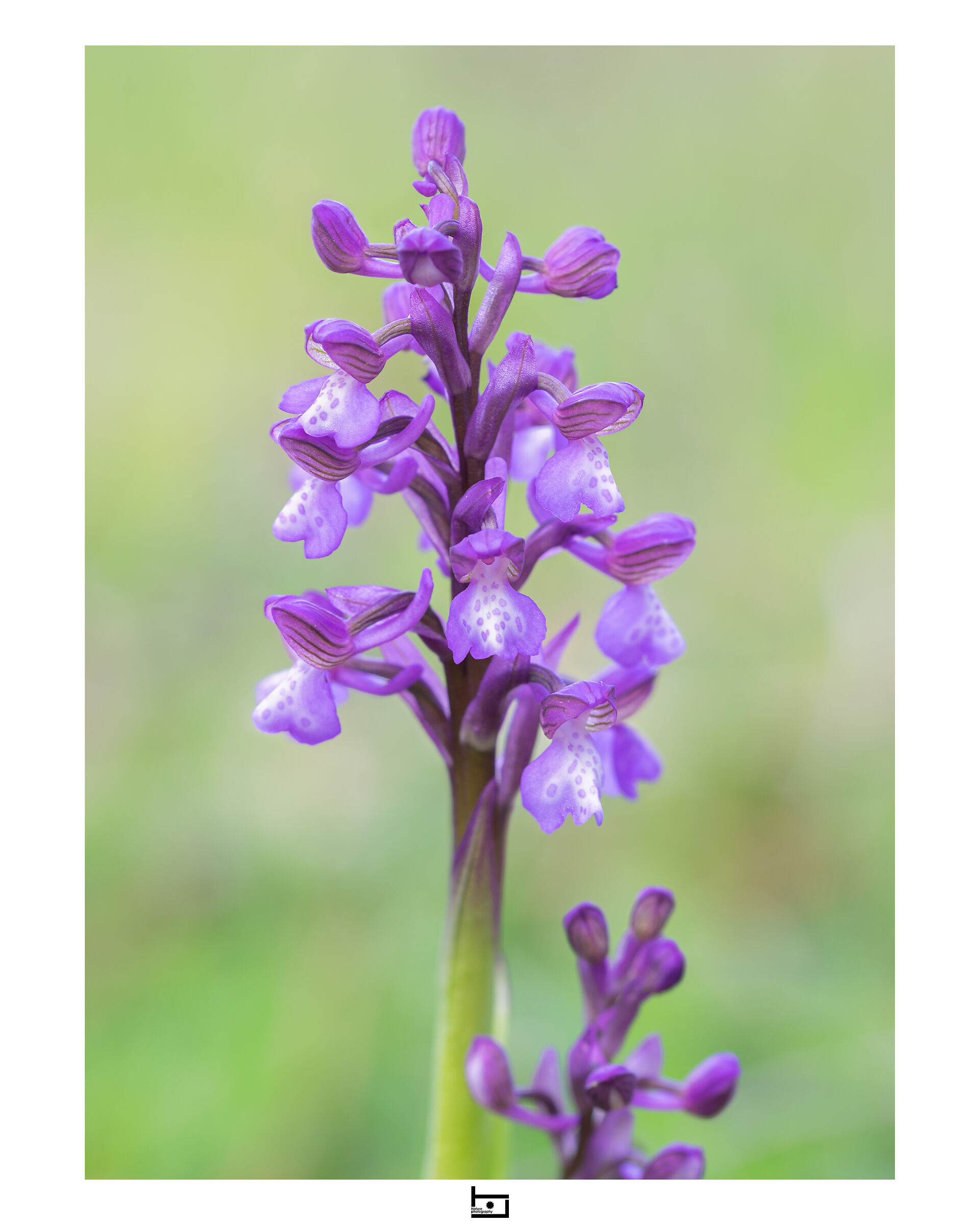 Archetype7/model=?:Anacamptis-morio:
