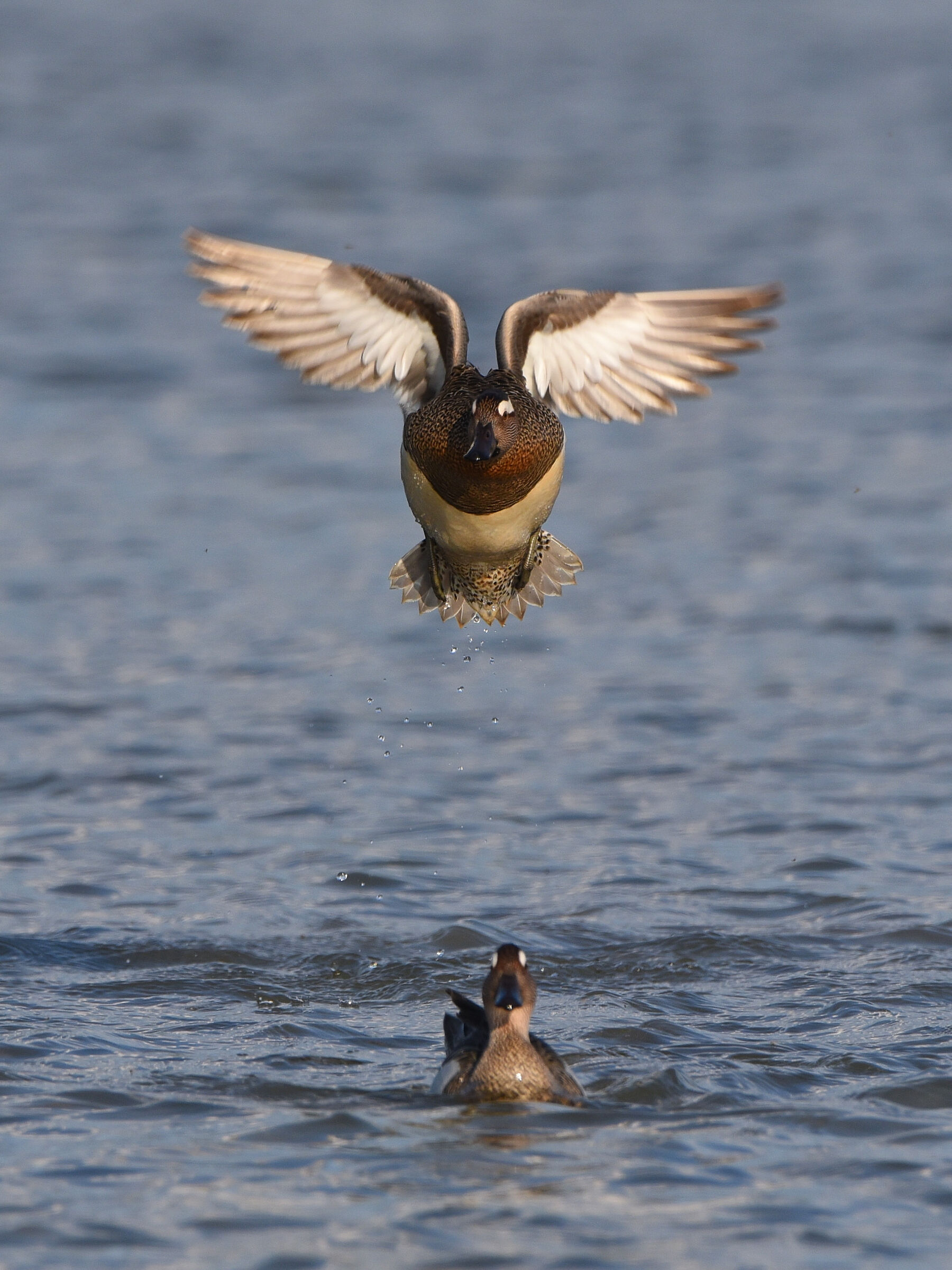 Garganeys, skirmishes between males
