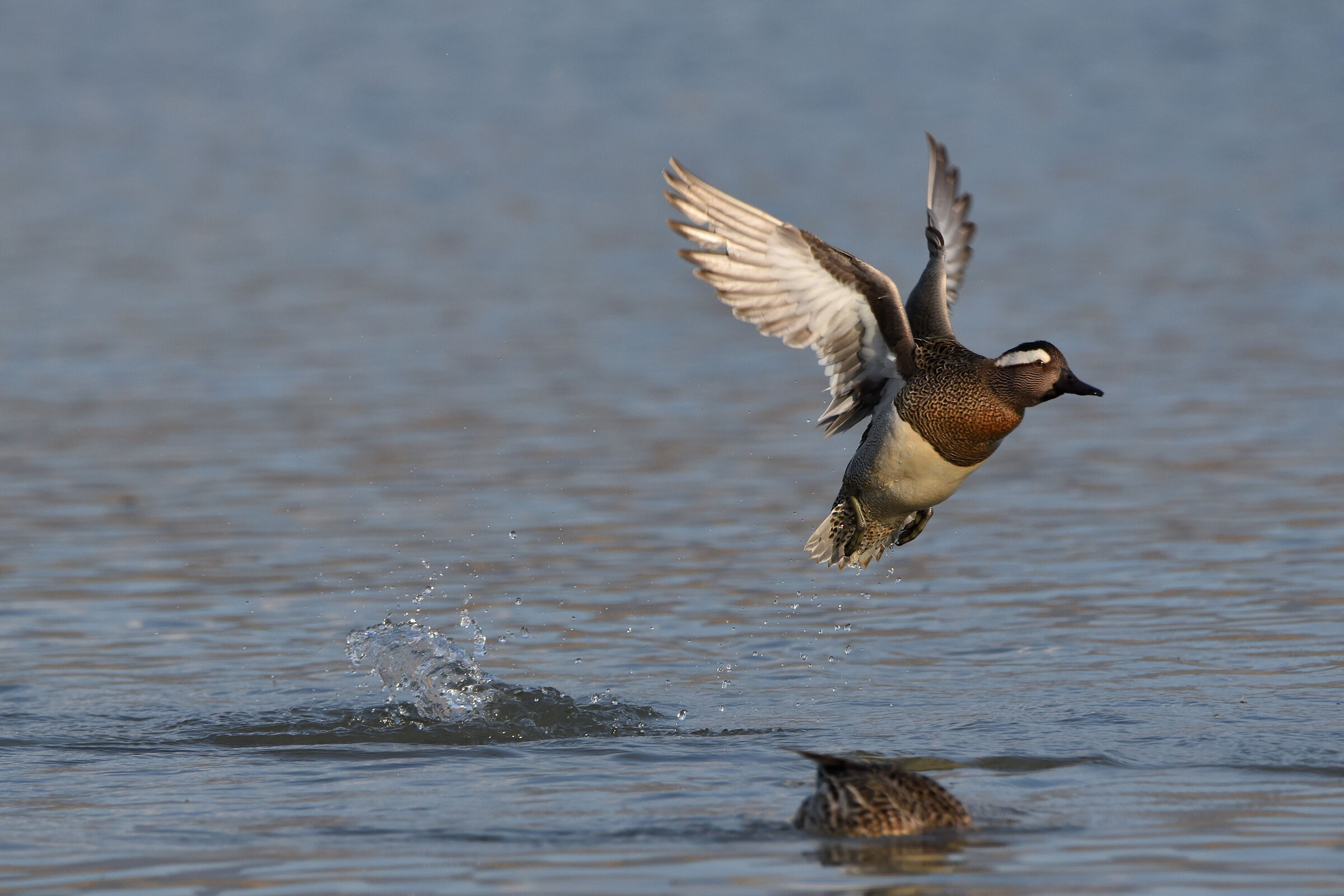 Garganey