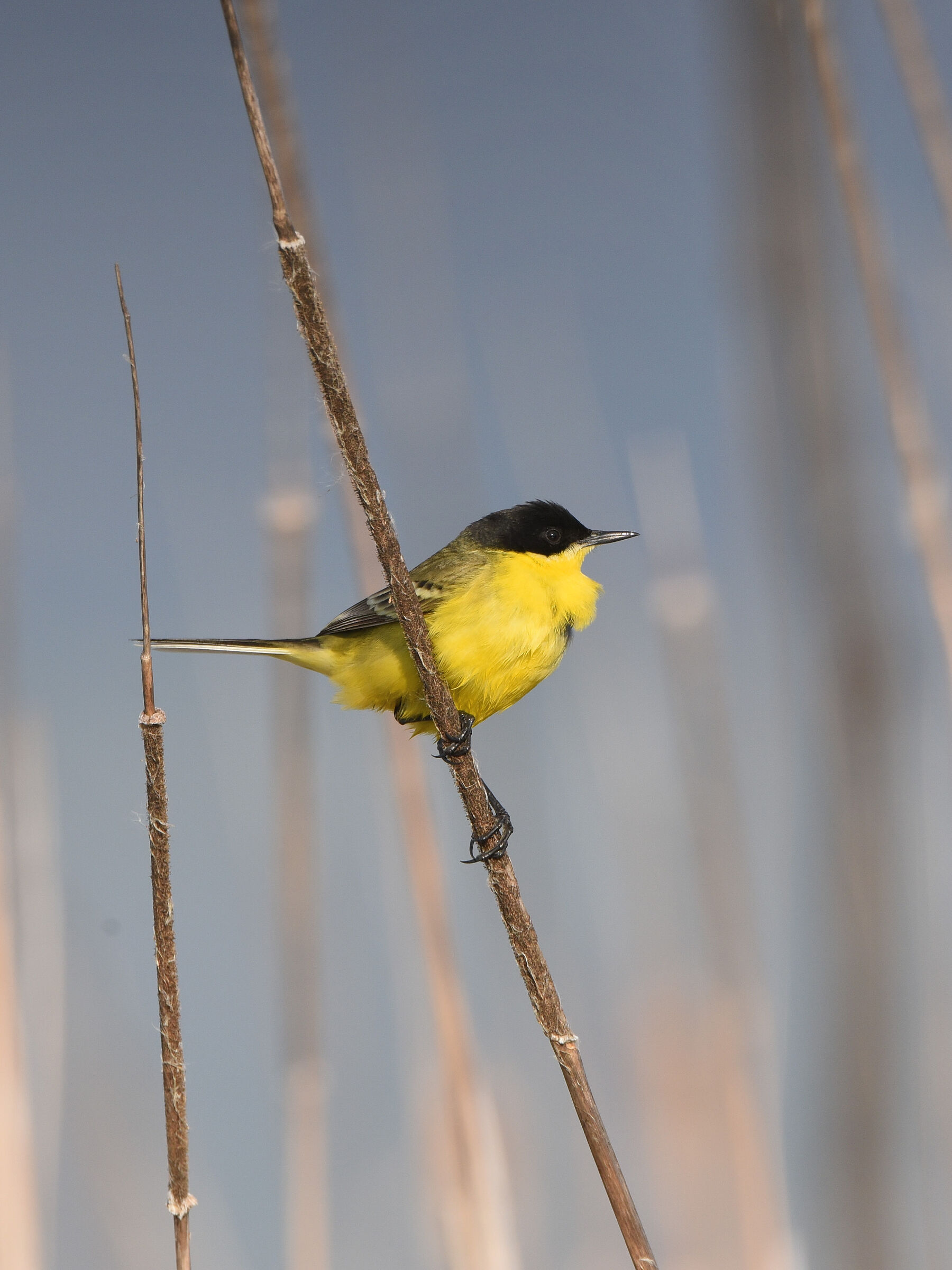 Cutrettola Ssp. Feldegg