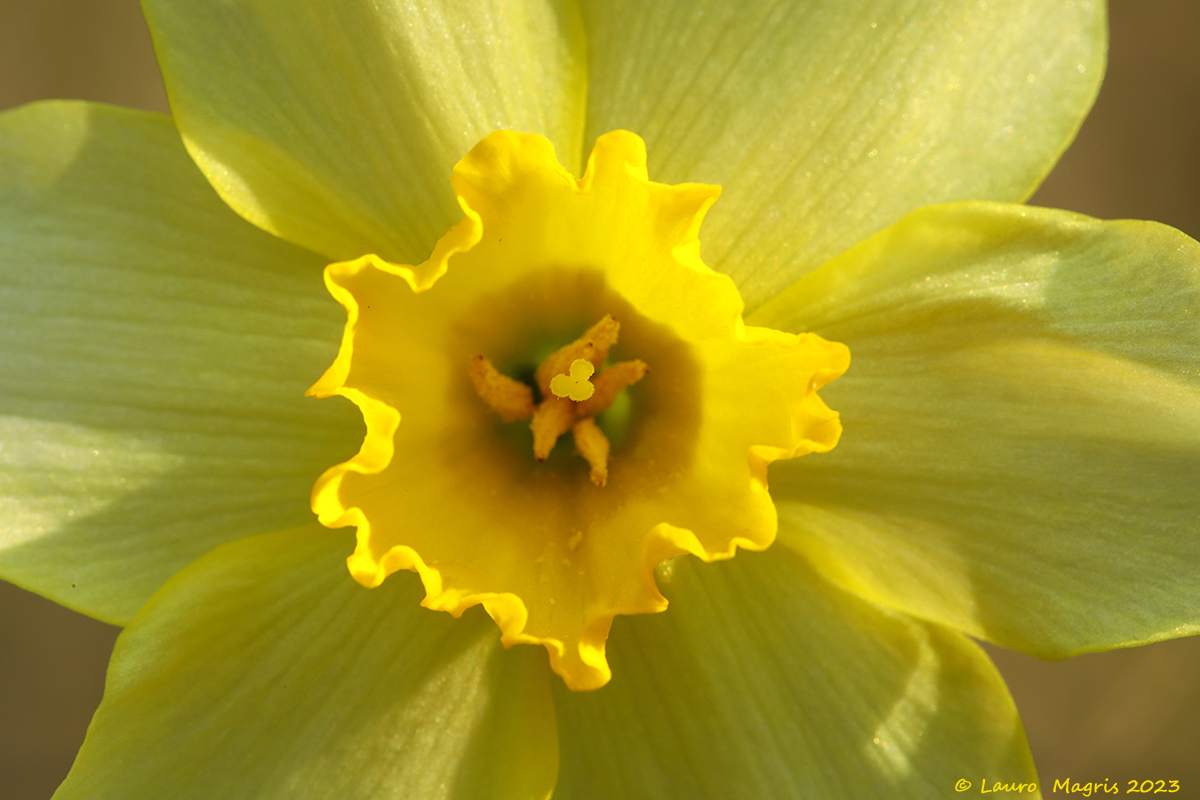 Heart of narcissus
