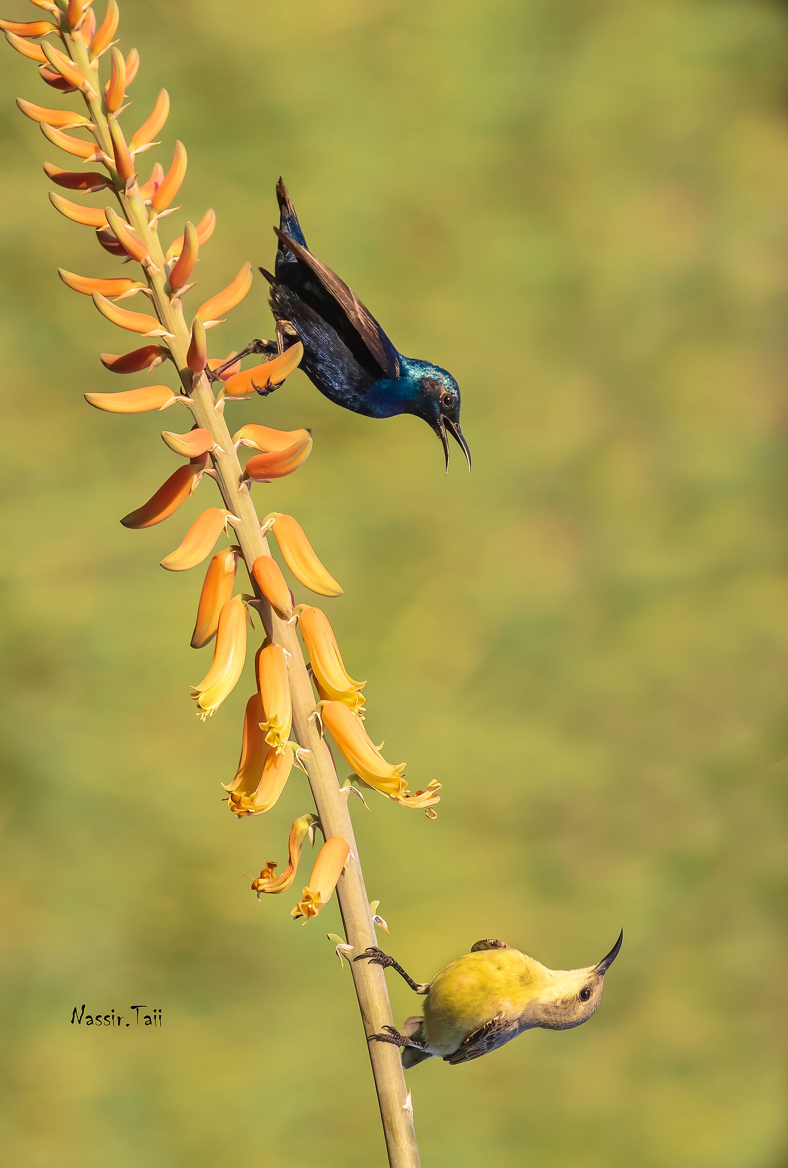 Viola Sunbird